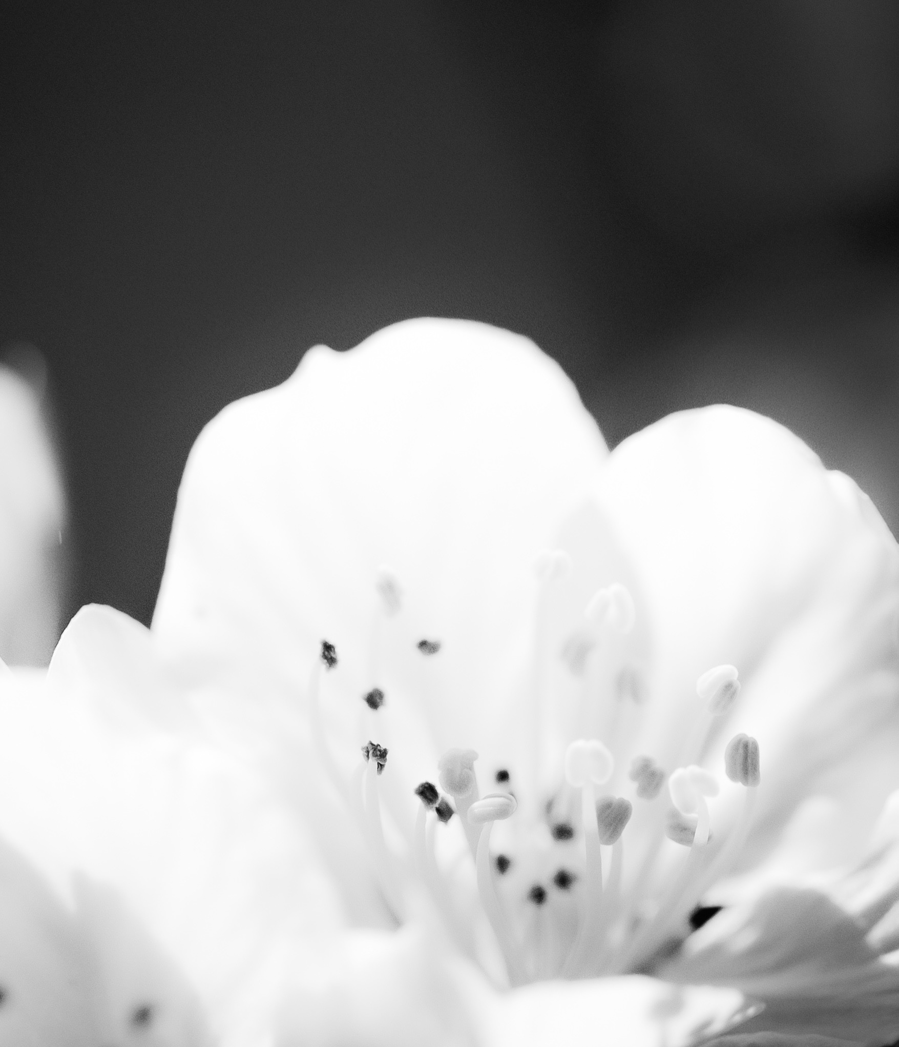 © Marion CALERO