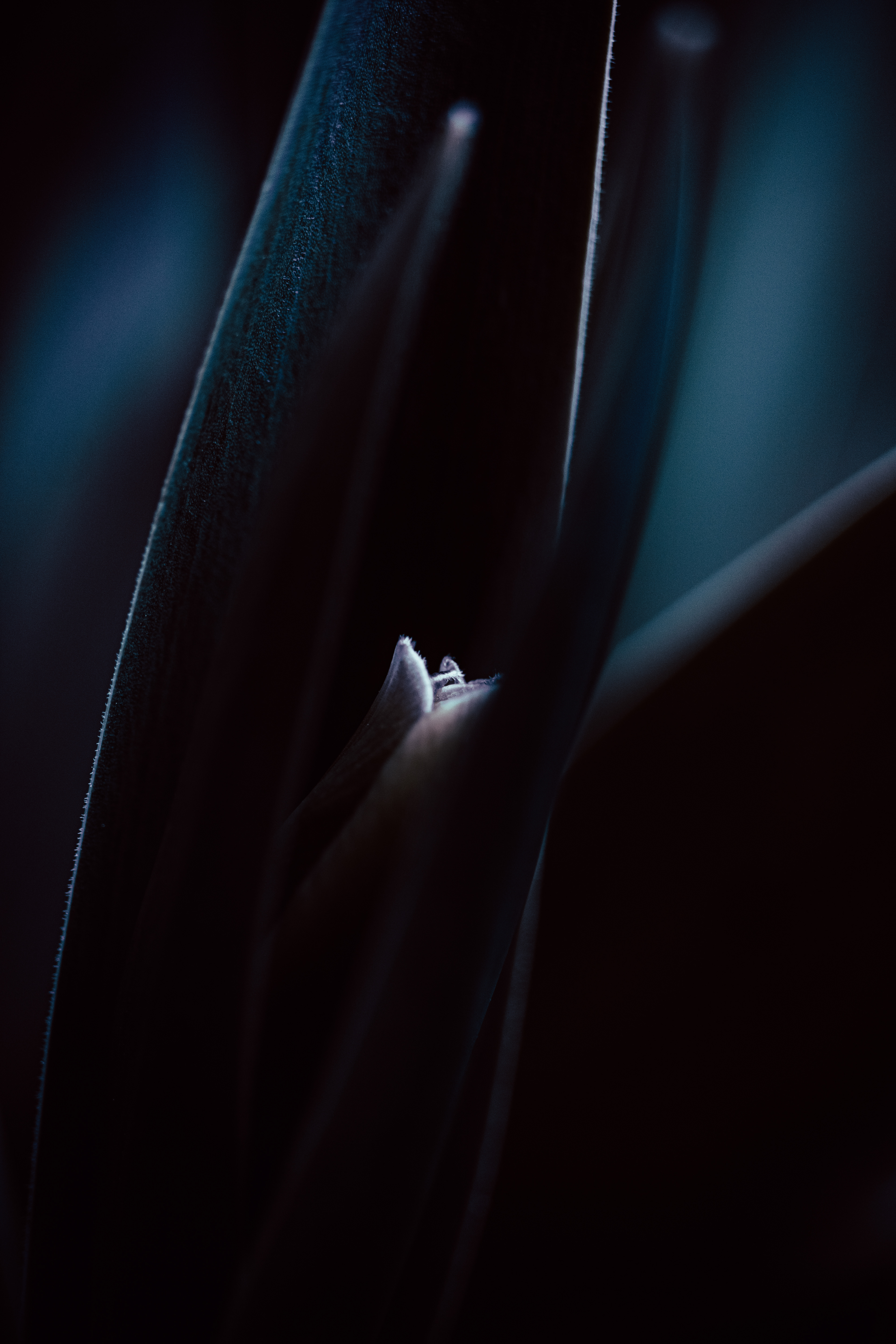 © Marion CALERO