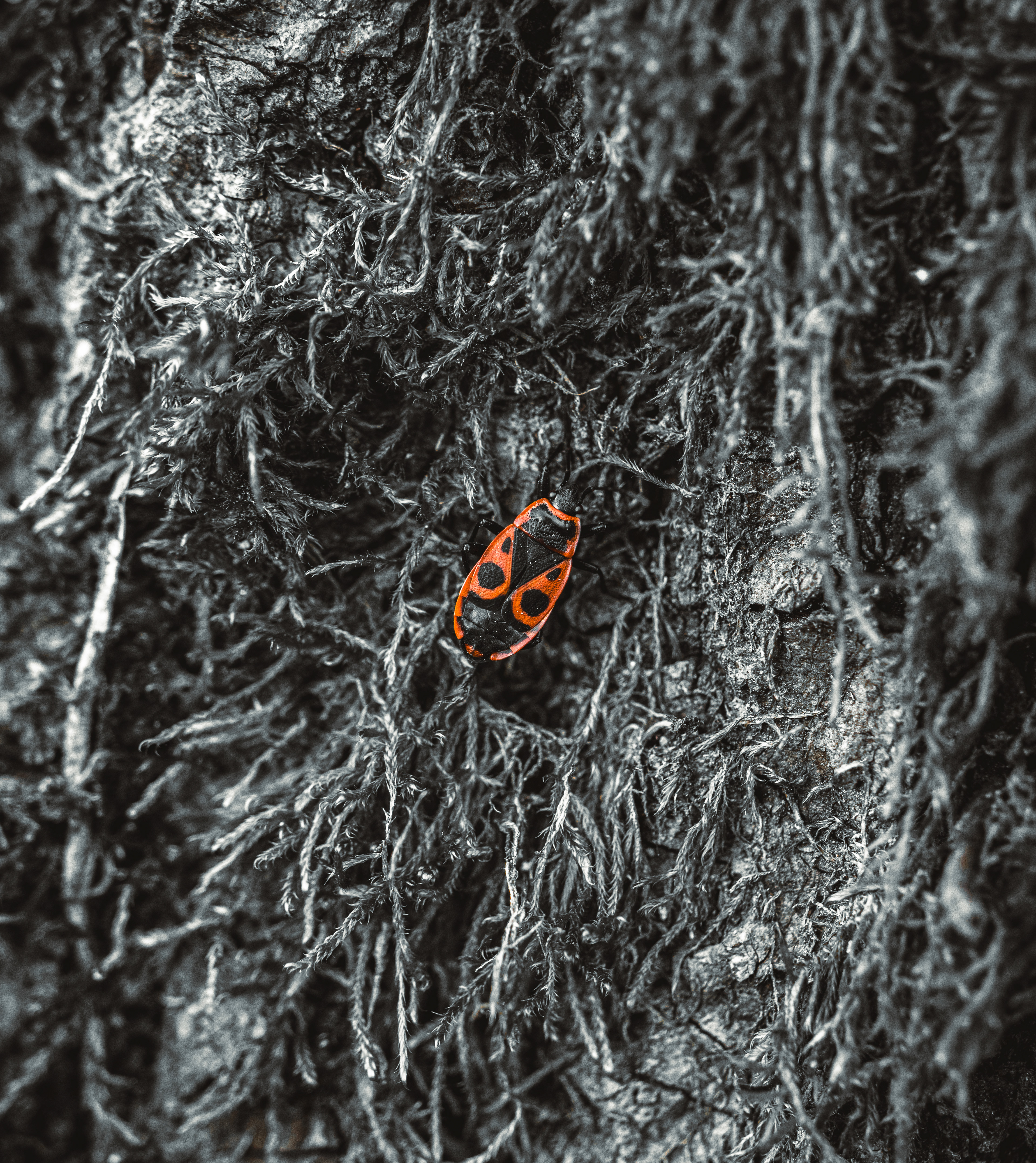 © Marion CALERO