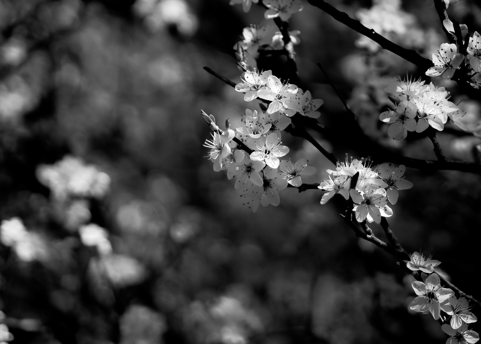 © Marion CALERO