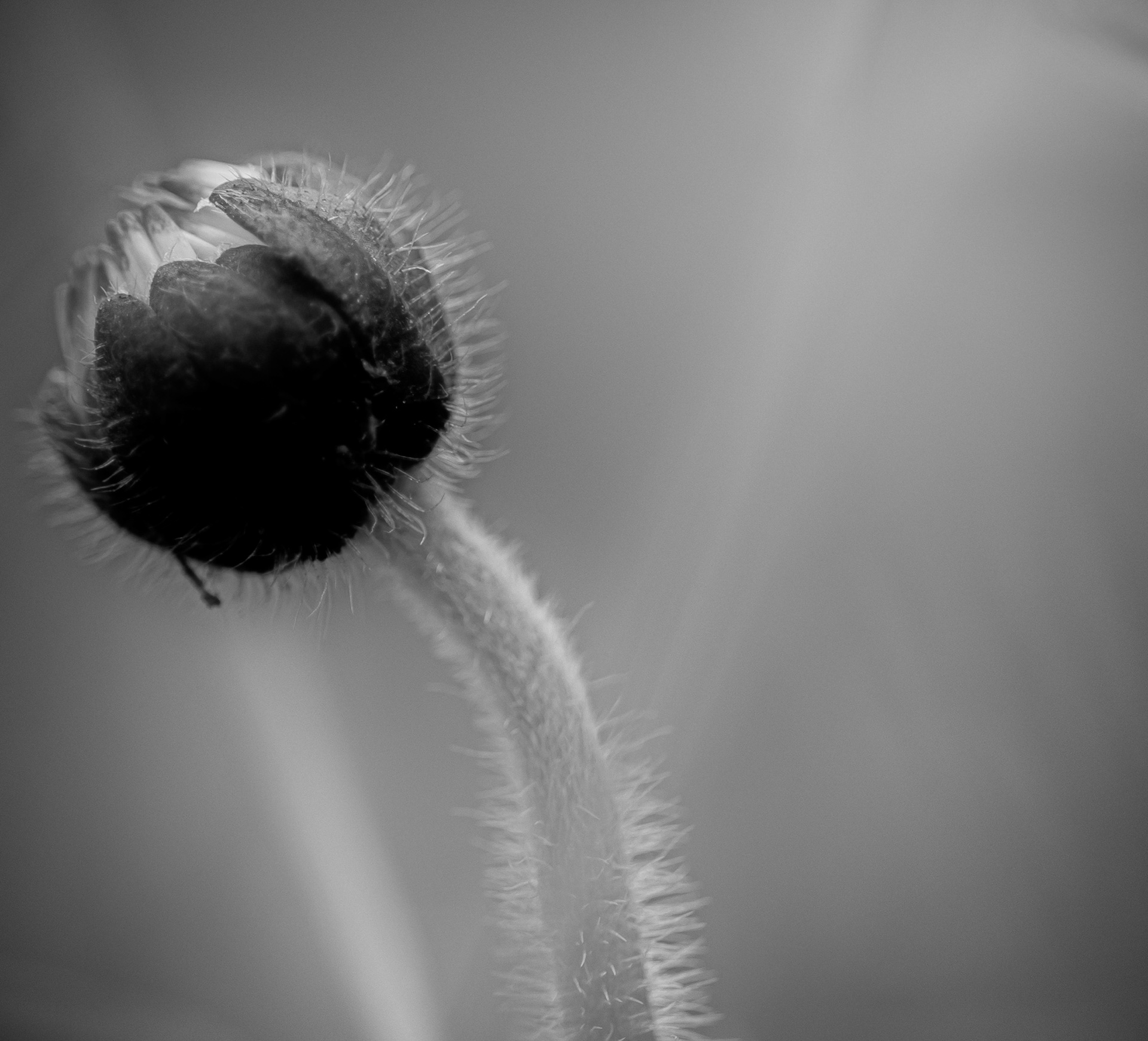 © Marion CALERO