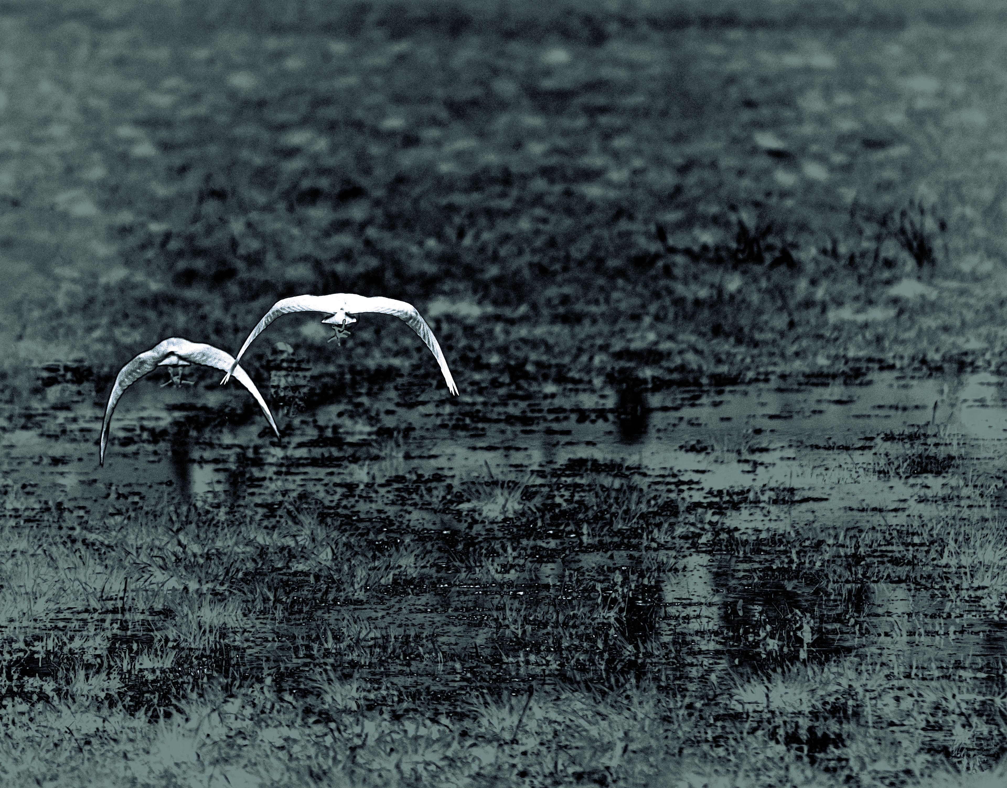 © Marion CALERO