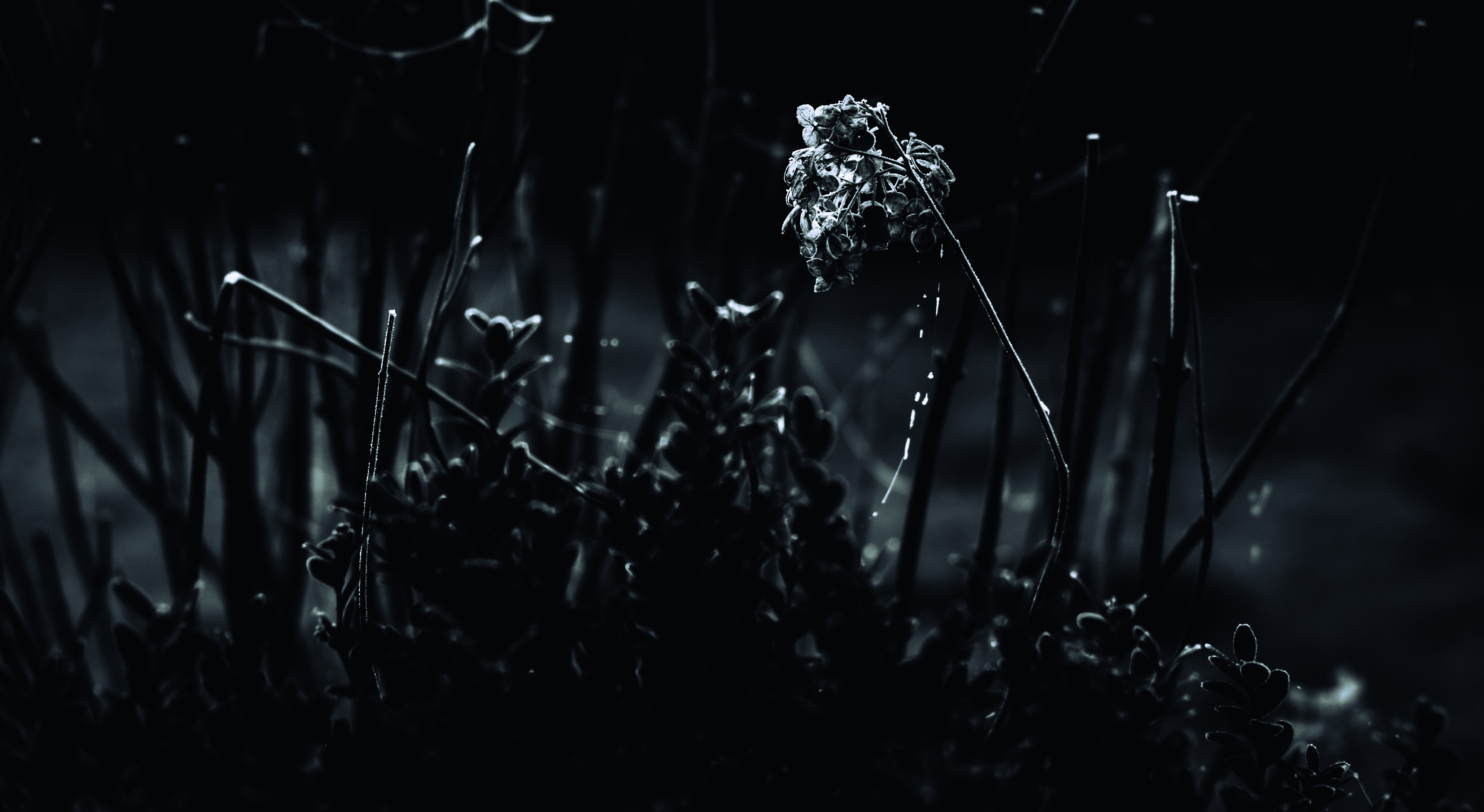 © Marion CALERO