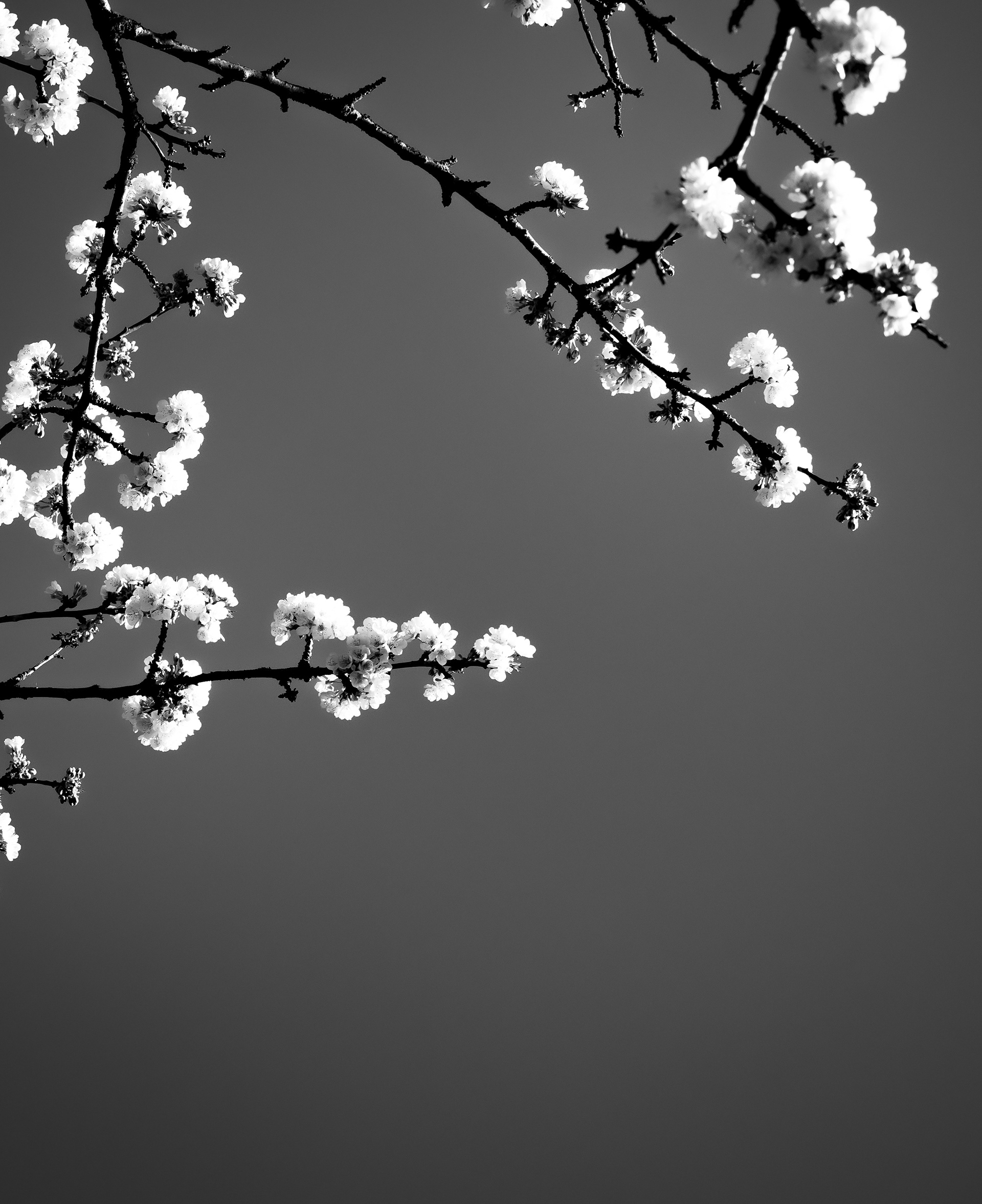 © Marion CALERO