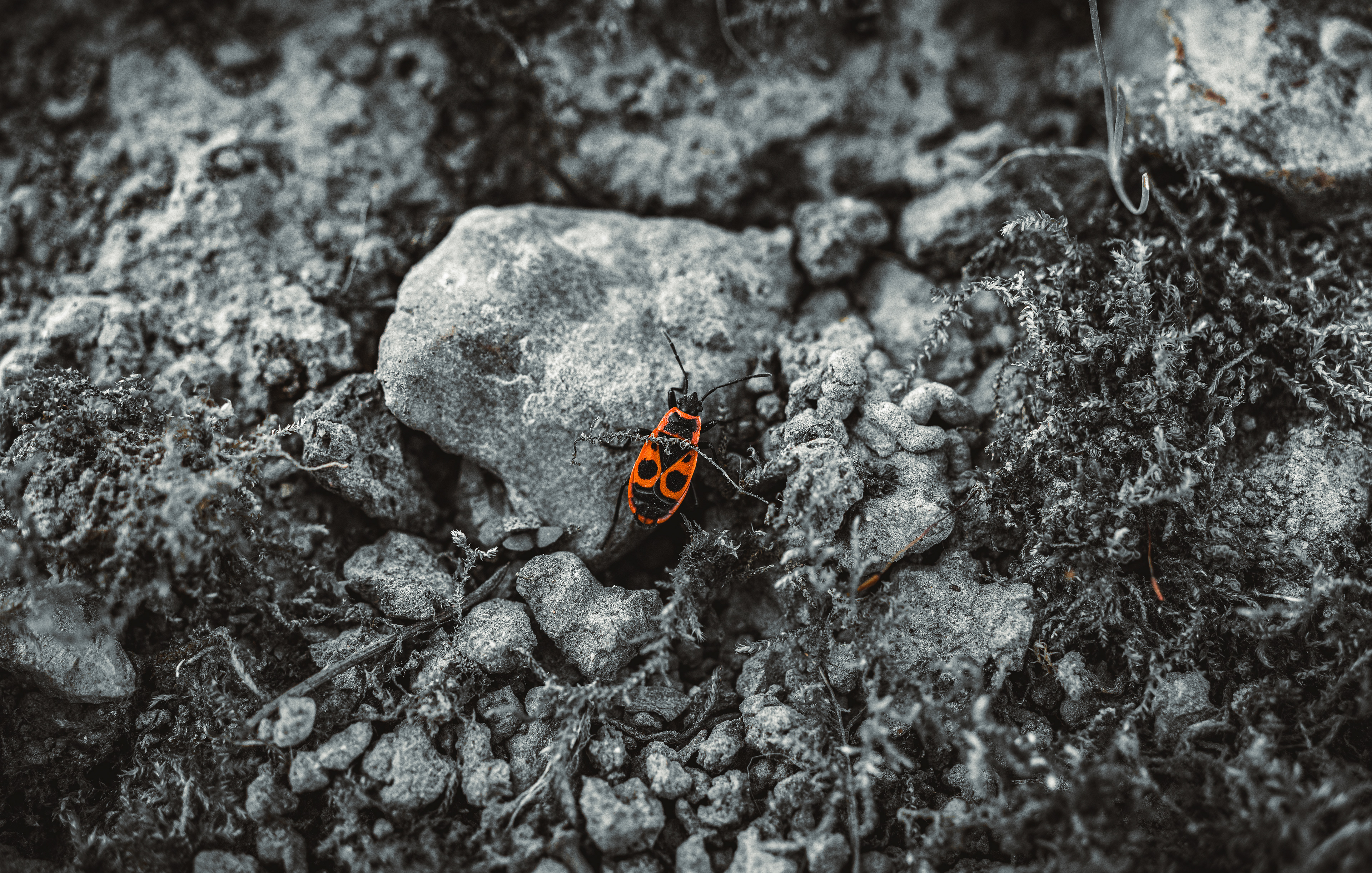 © Marion CALERO