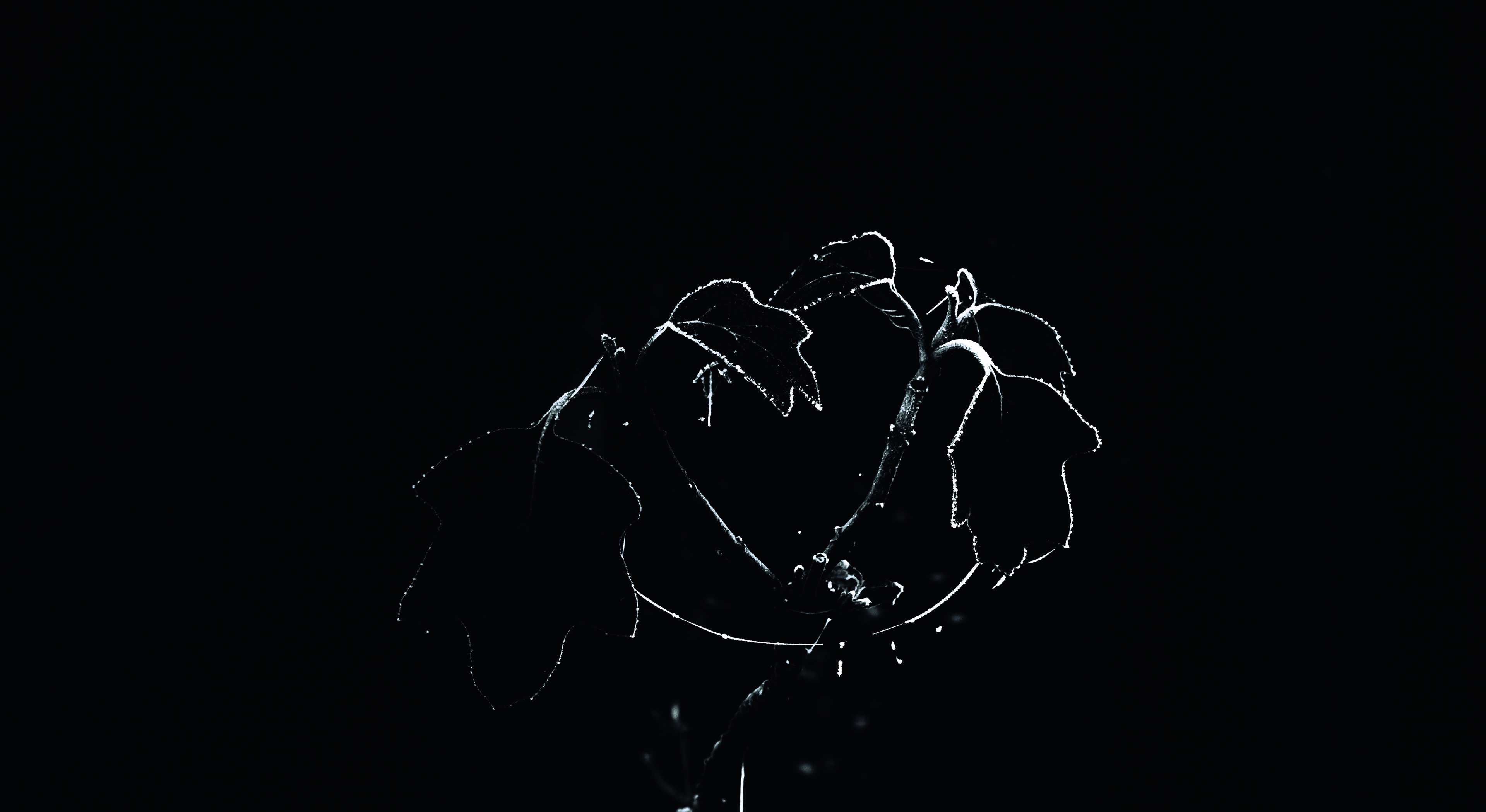 © Marion CALERO
