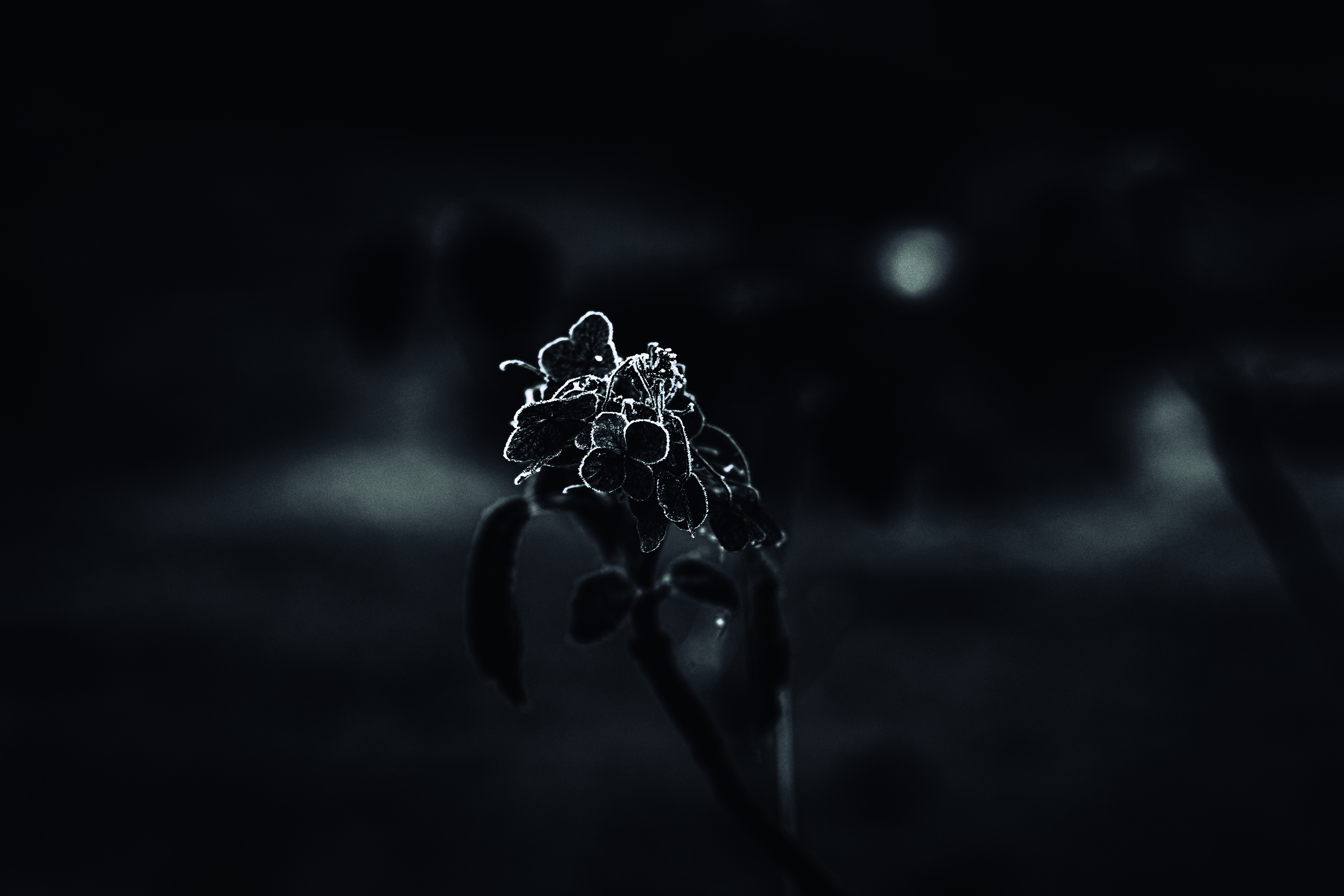 © Marion CALERO