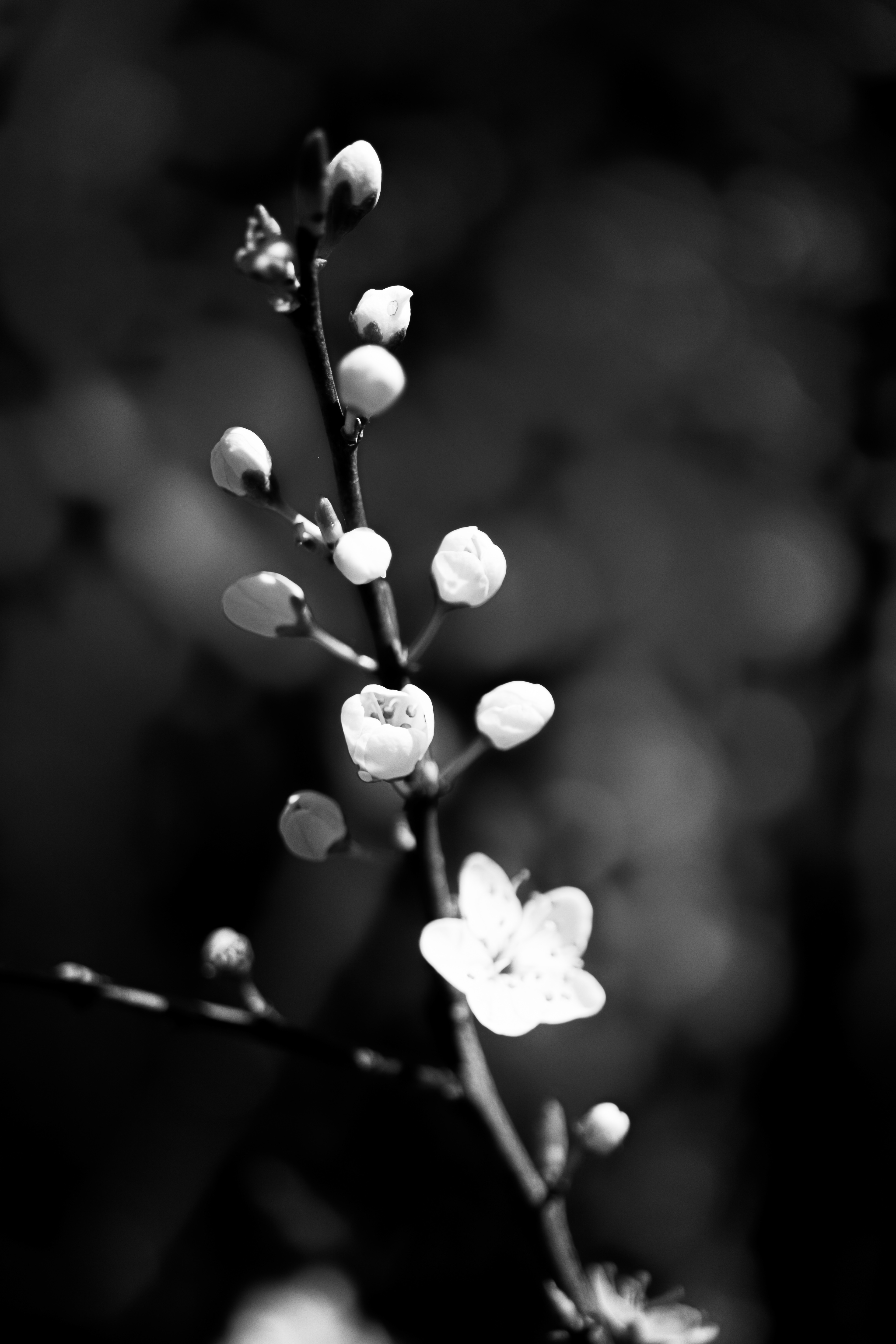 © Marion CALERO