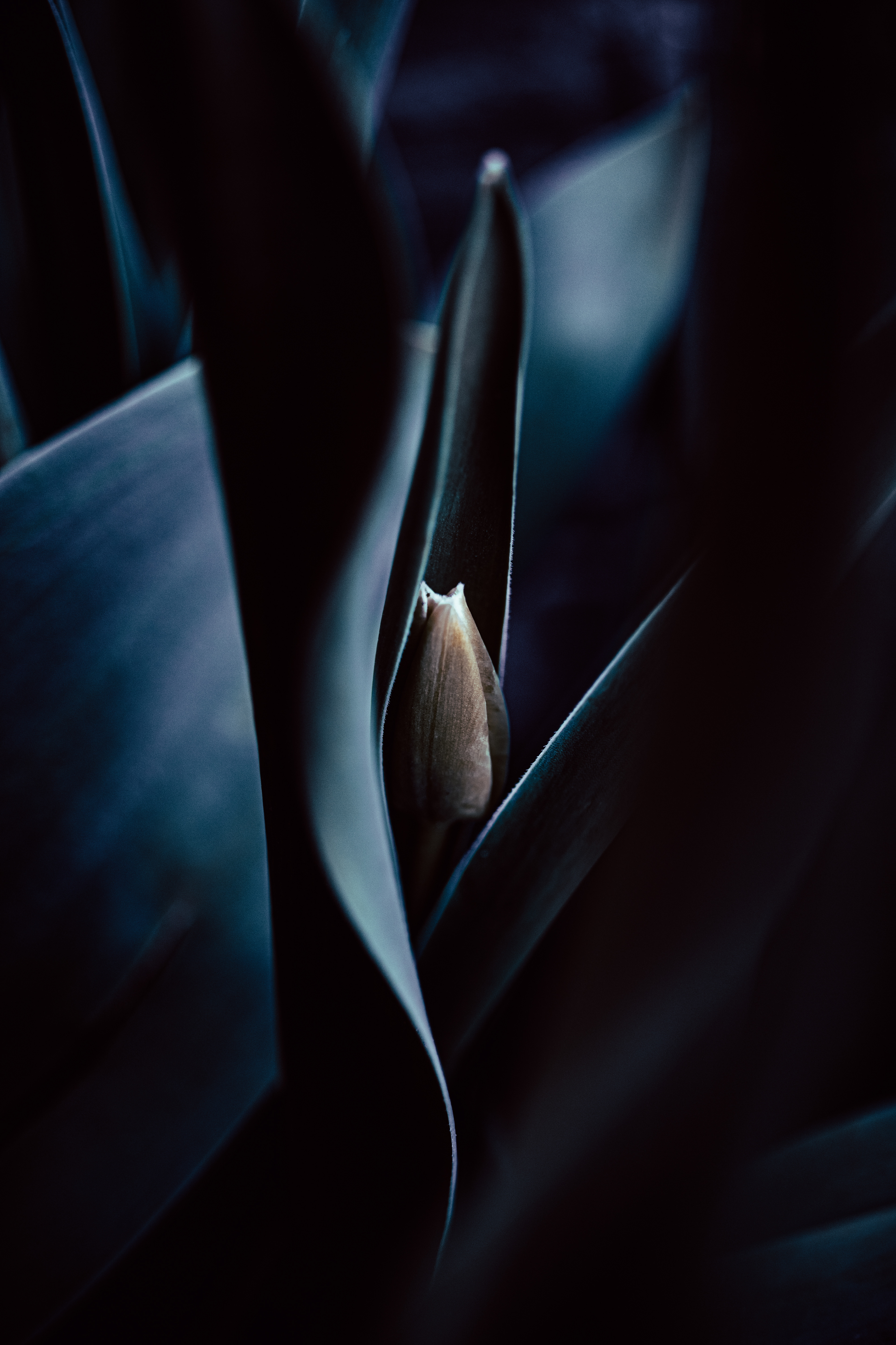 © Marion CALERO