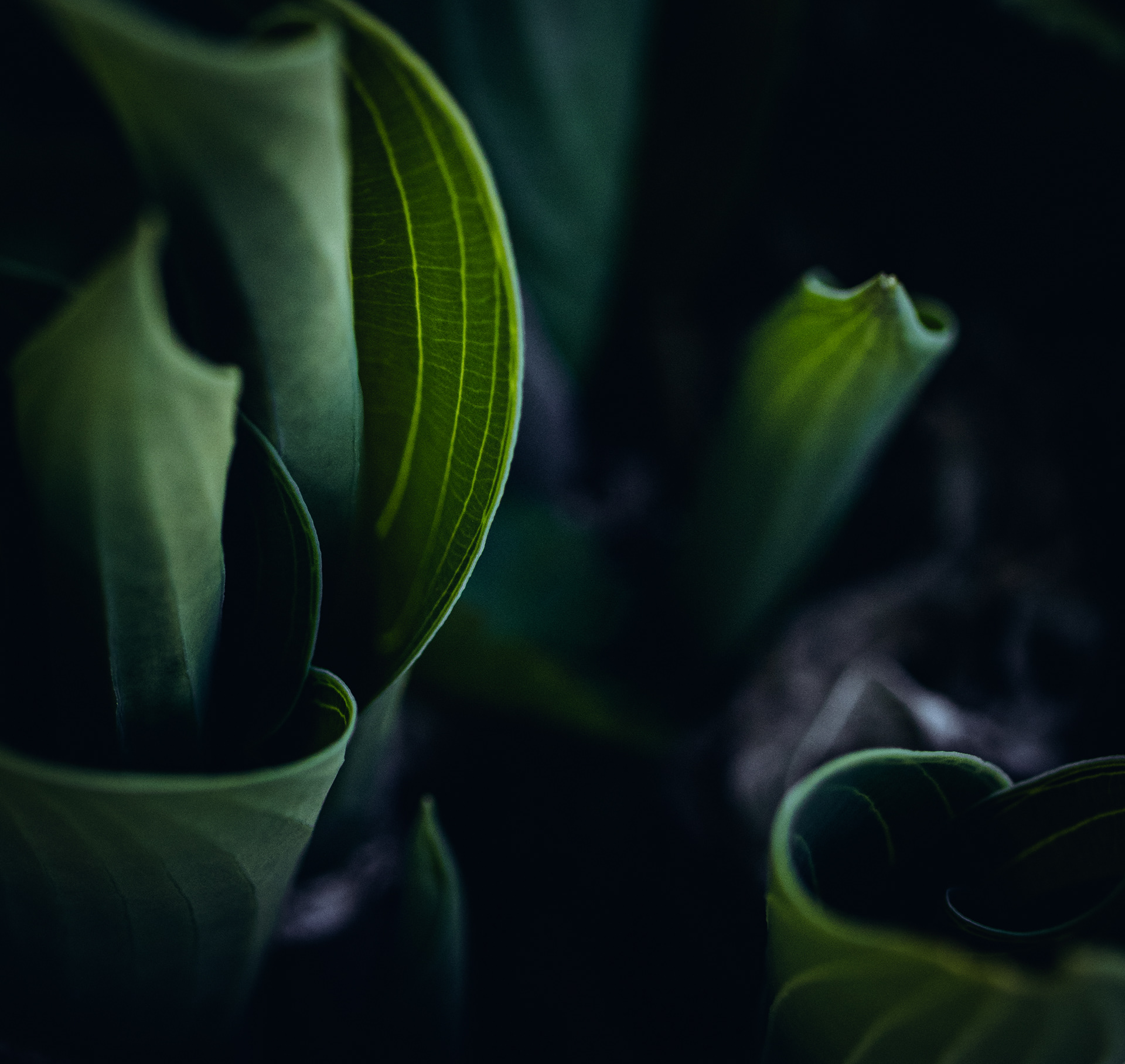 © Marion CALERO