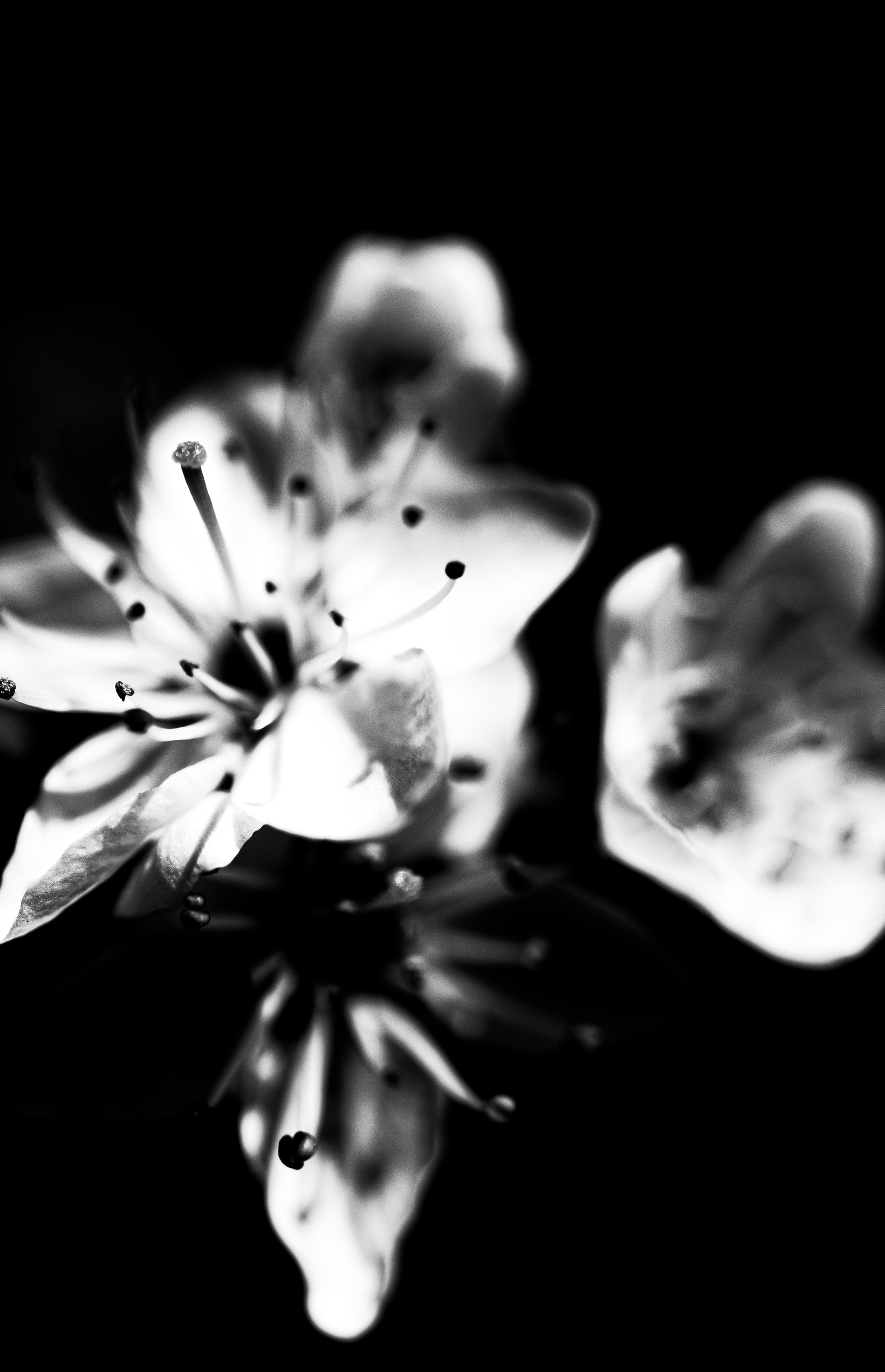 © Marion CALERO