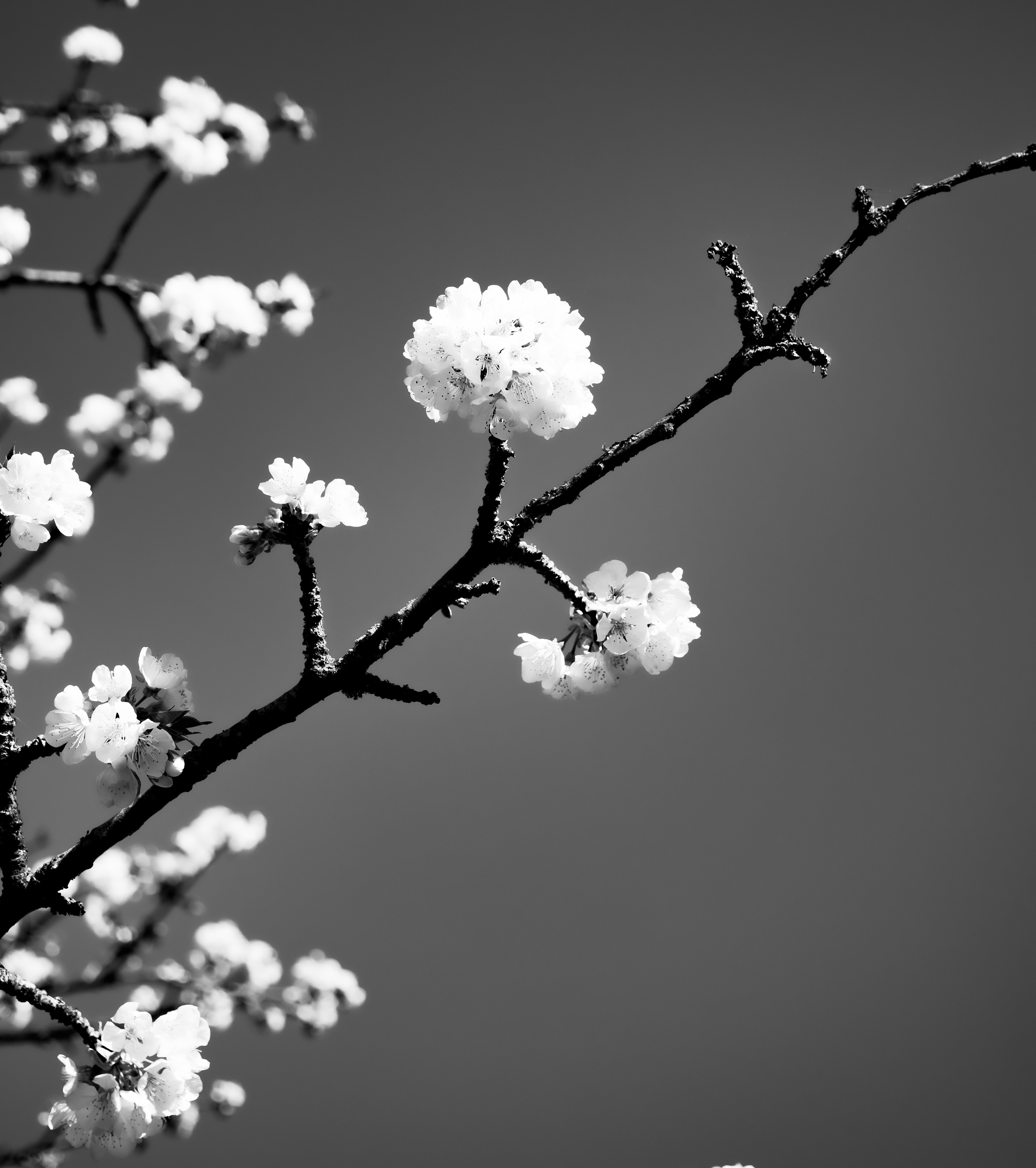 © Marion CALERO