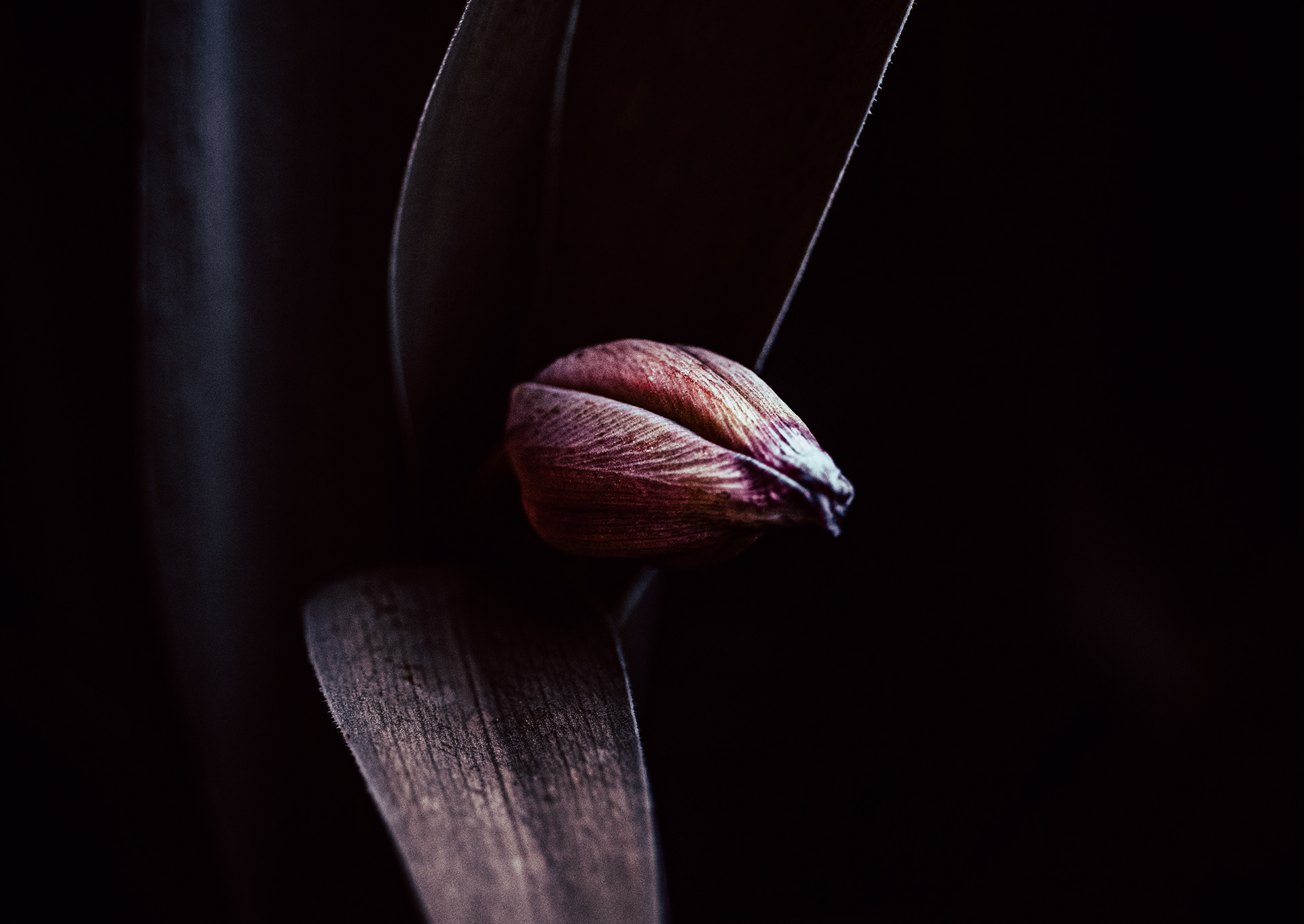 © Marion CALERO