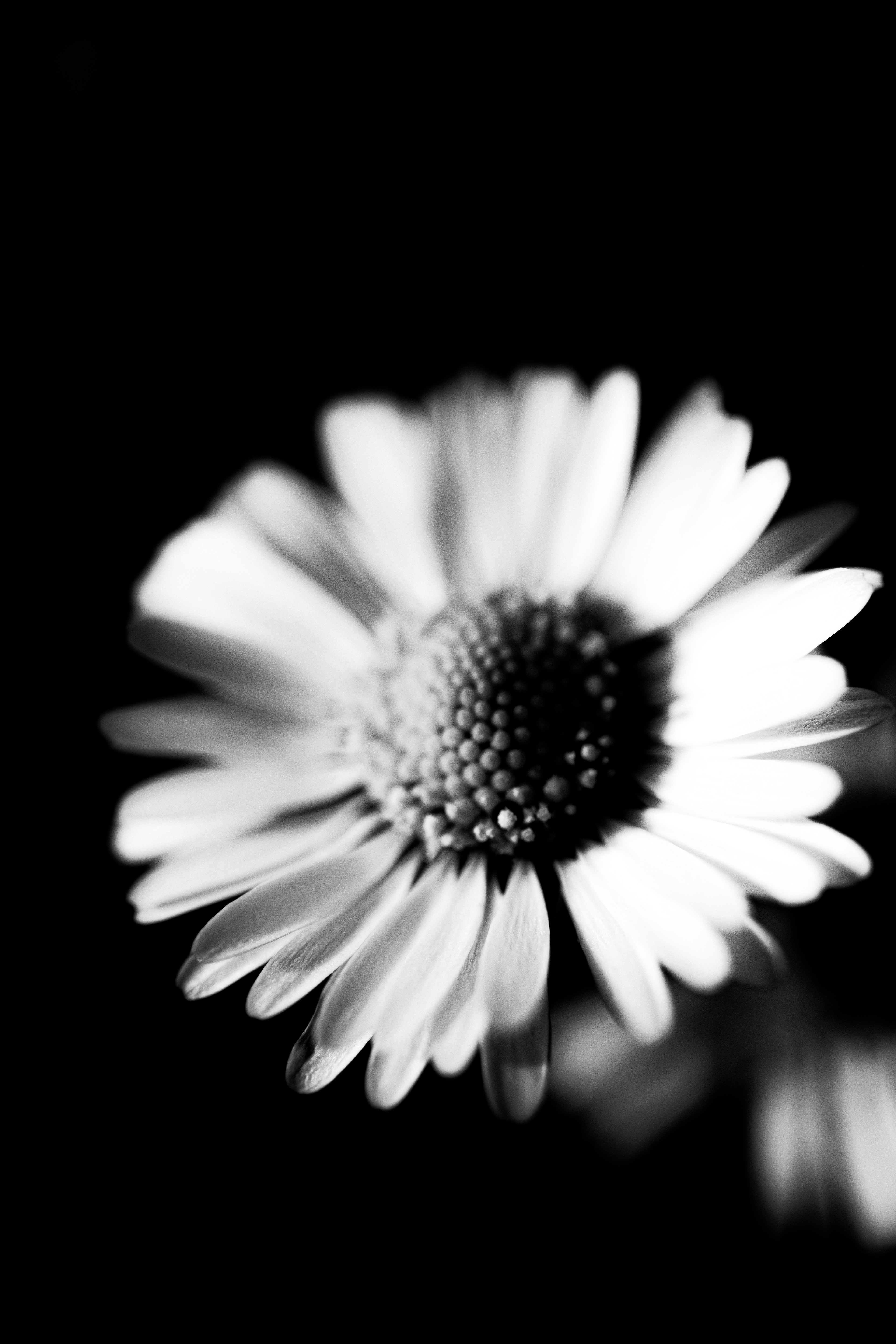 © Marion CALERO