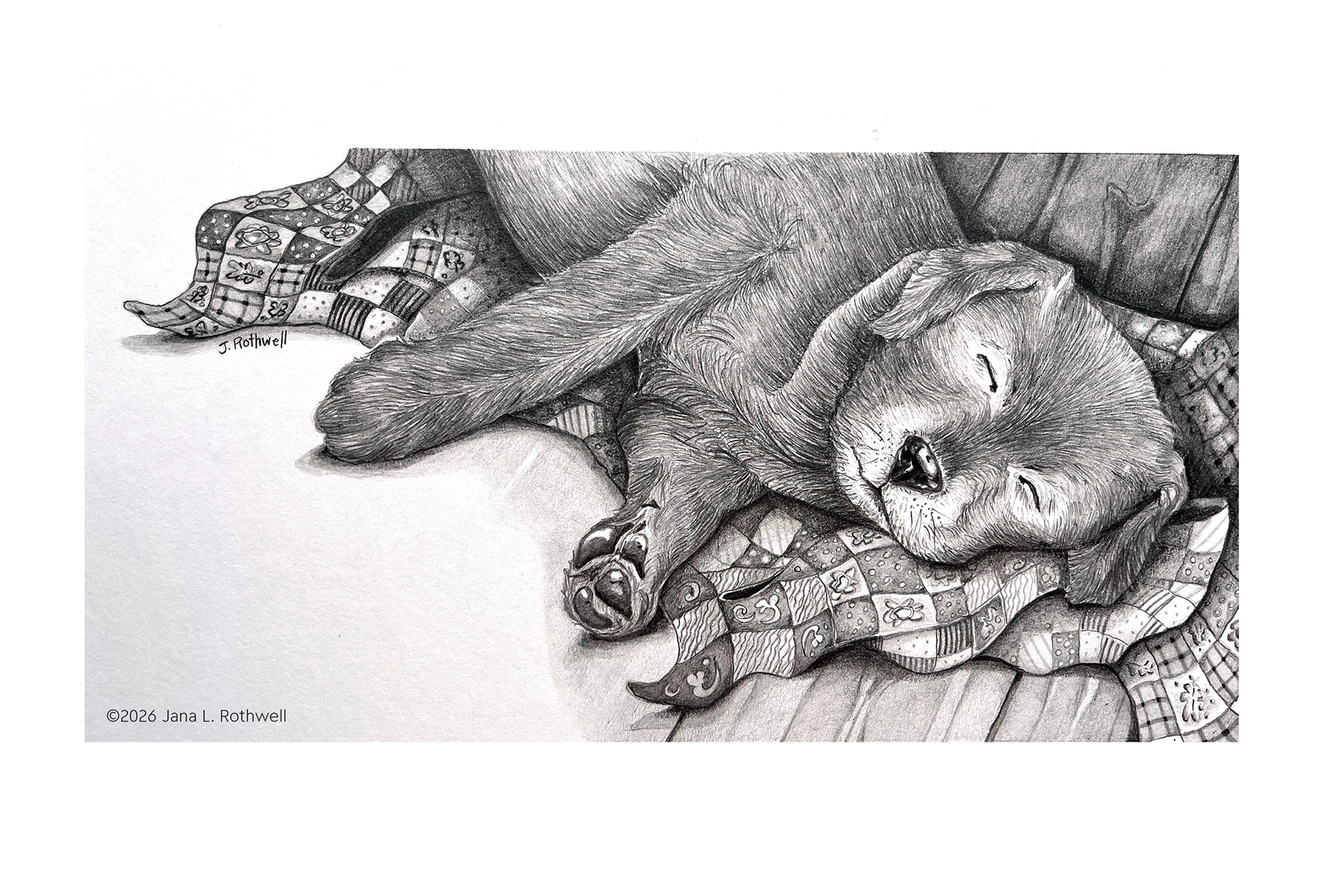 Sleepy Pup | Graphite on Illustration Board