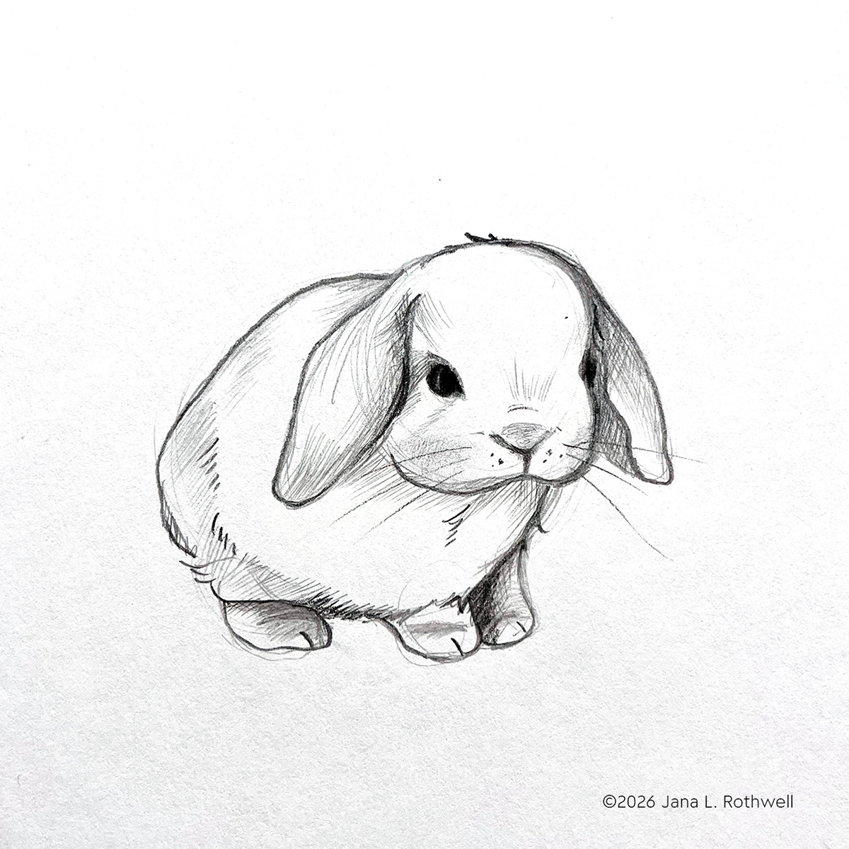 Little Bunny | Graphite