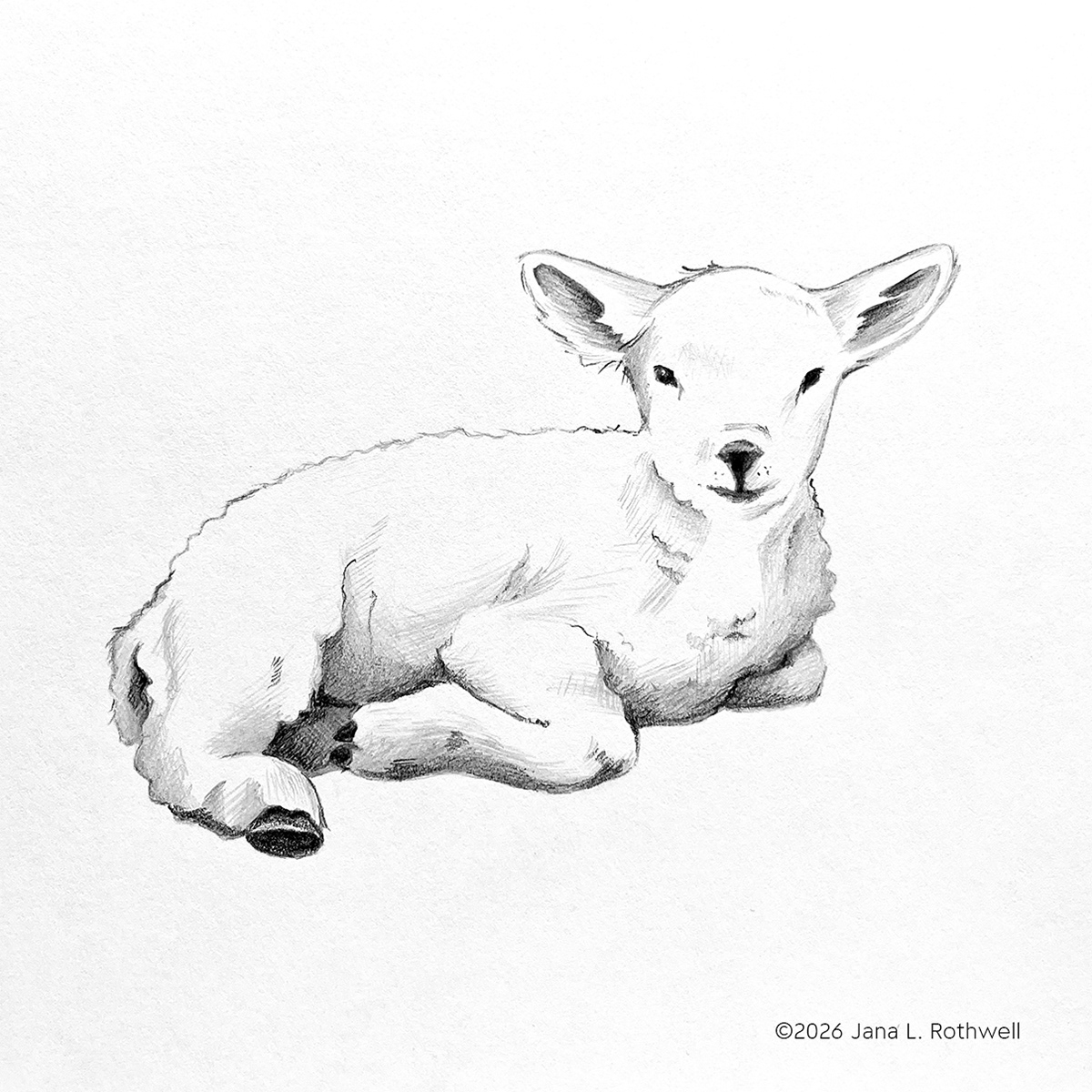 Little Lamb | Graphite