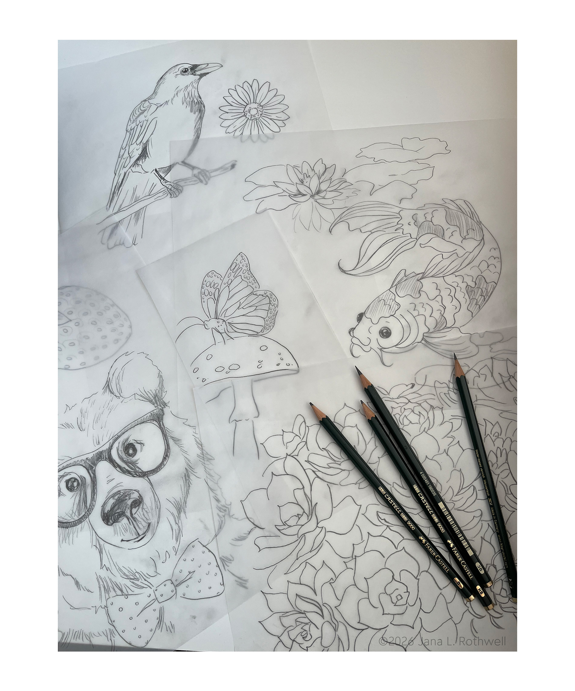 Preliminary Sketch | Graphite