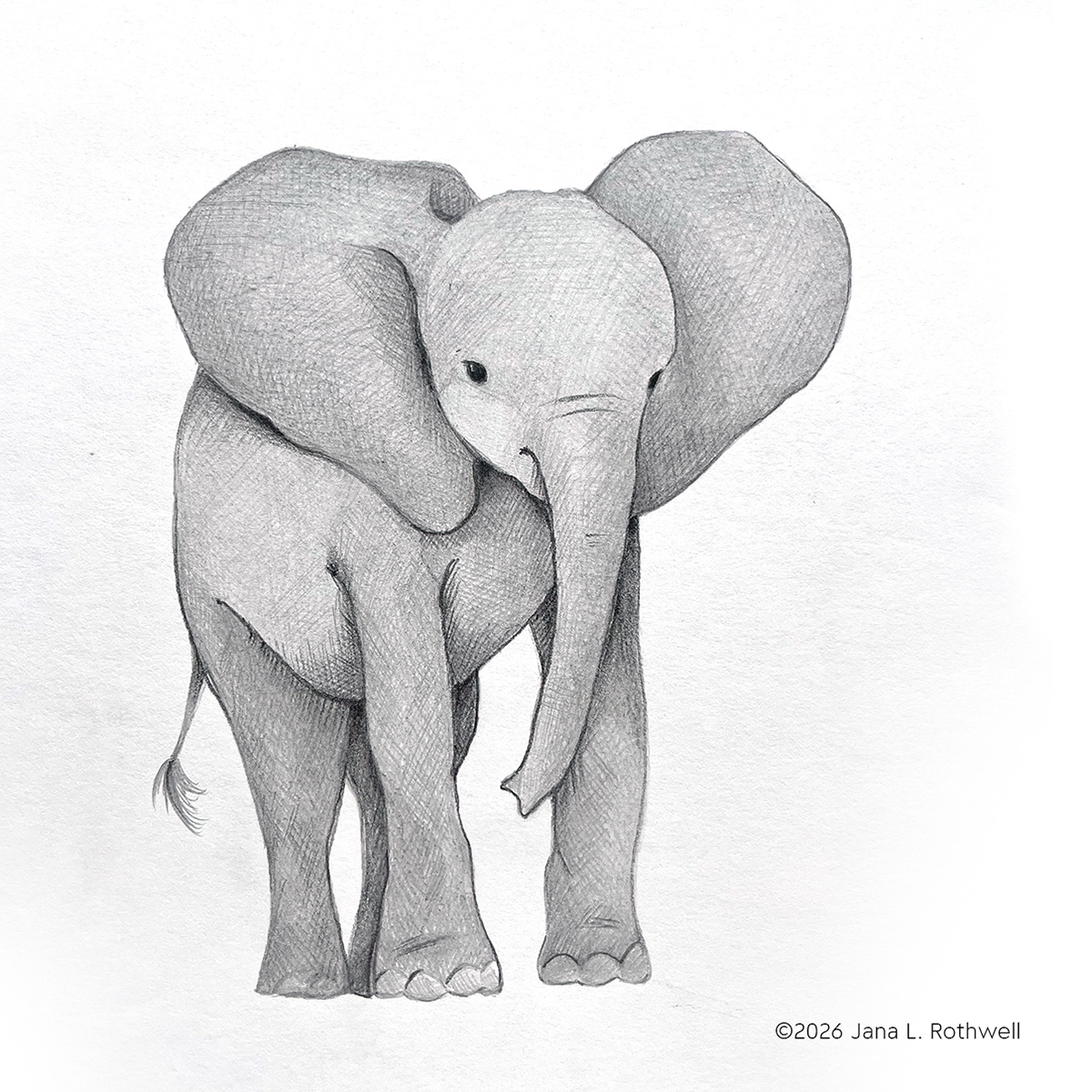 Little Elephant | Graphite