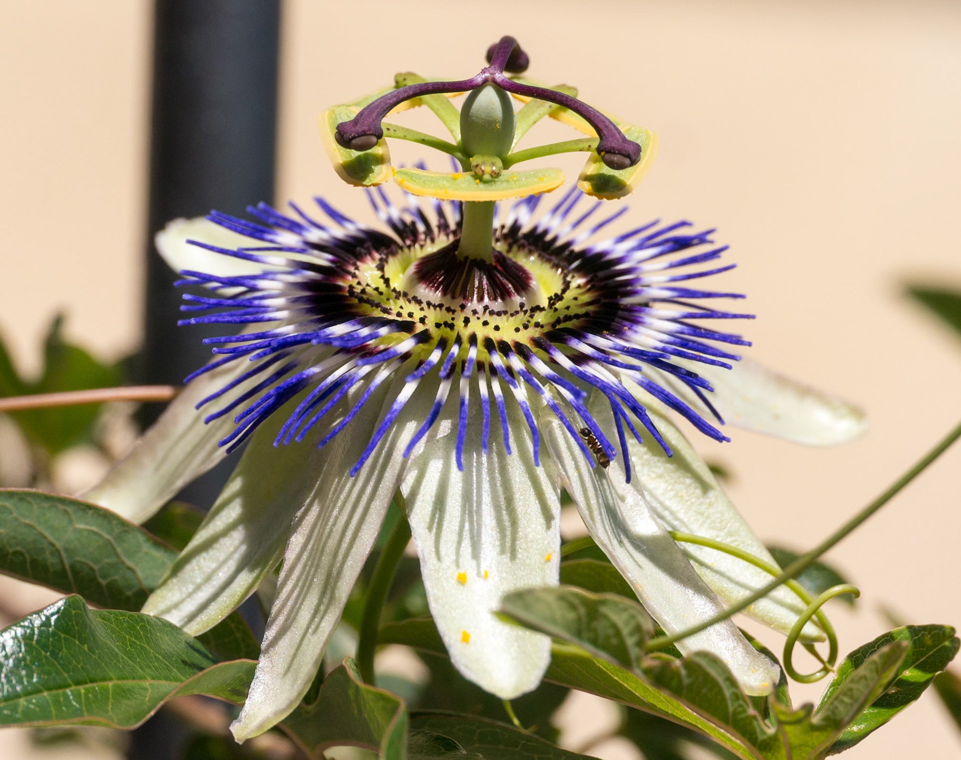 Passion Flower [Barolo, Piemonte, Italy]