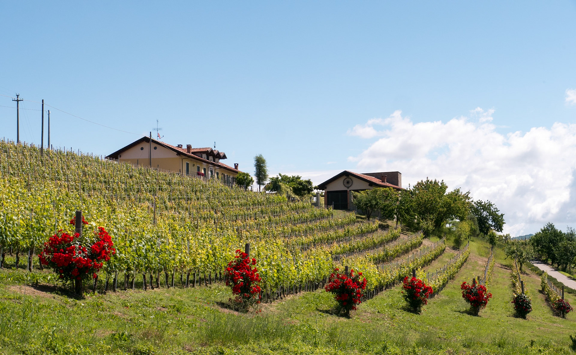 These must be especially prized wines to rate the roses at the end of each row [Provincia di Cuneo, Piemonte, Italy]