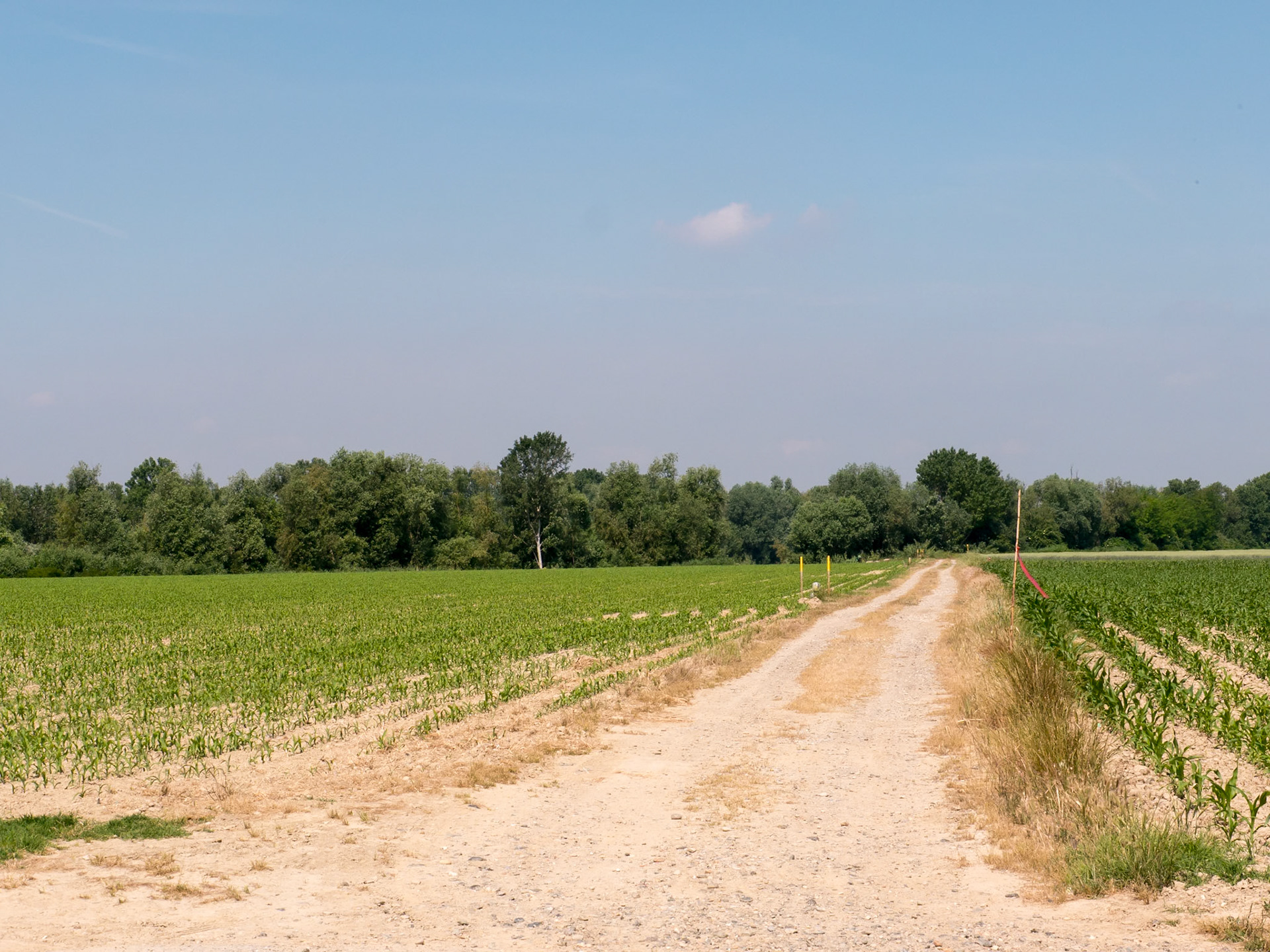 Not exactly the smoothest of paths [Provincia di Alessandria, Piemonte, Italy]