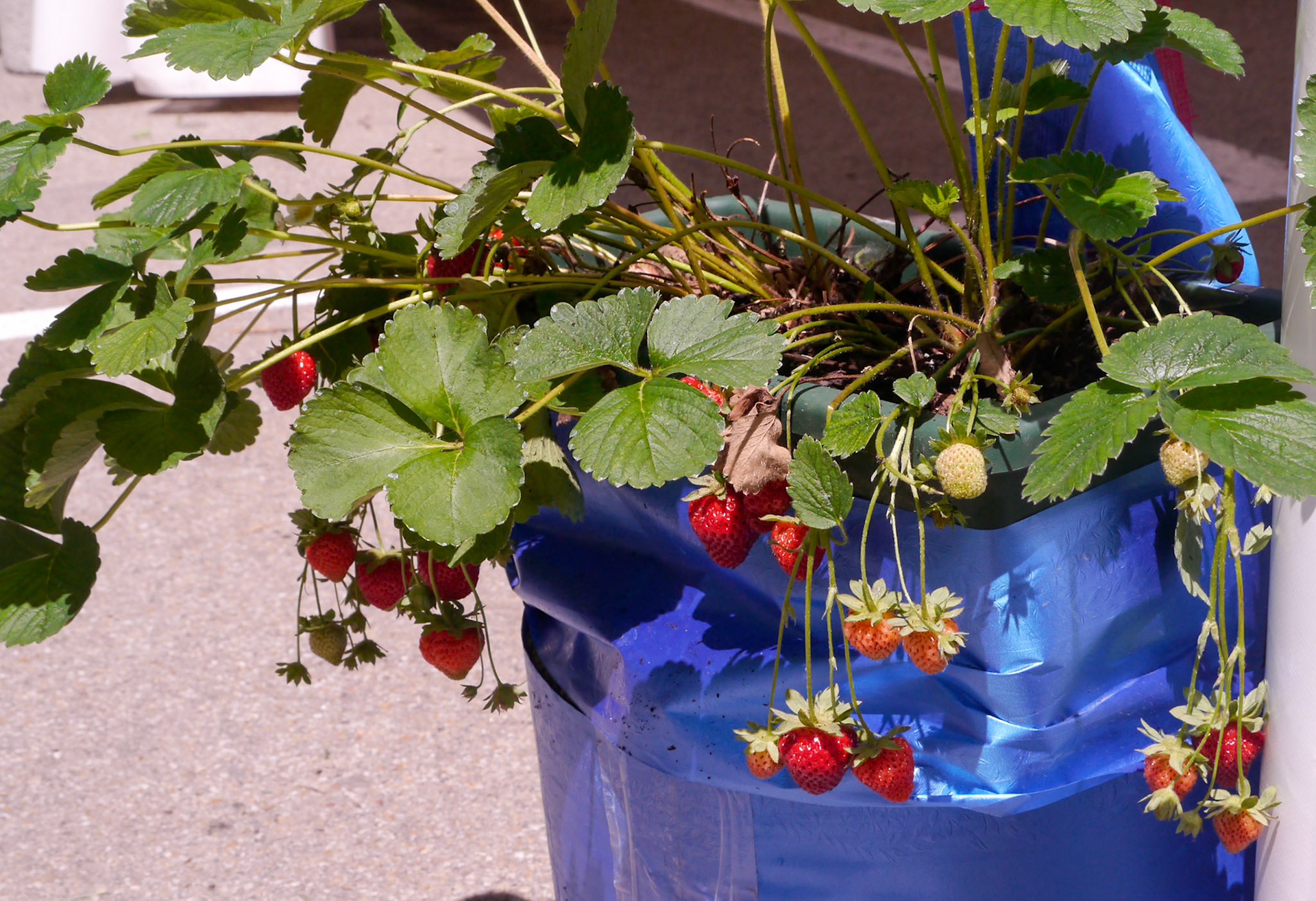 We arived in the middle of the strawberry festival! [Sommariva Perno, Piemonte, Italy]