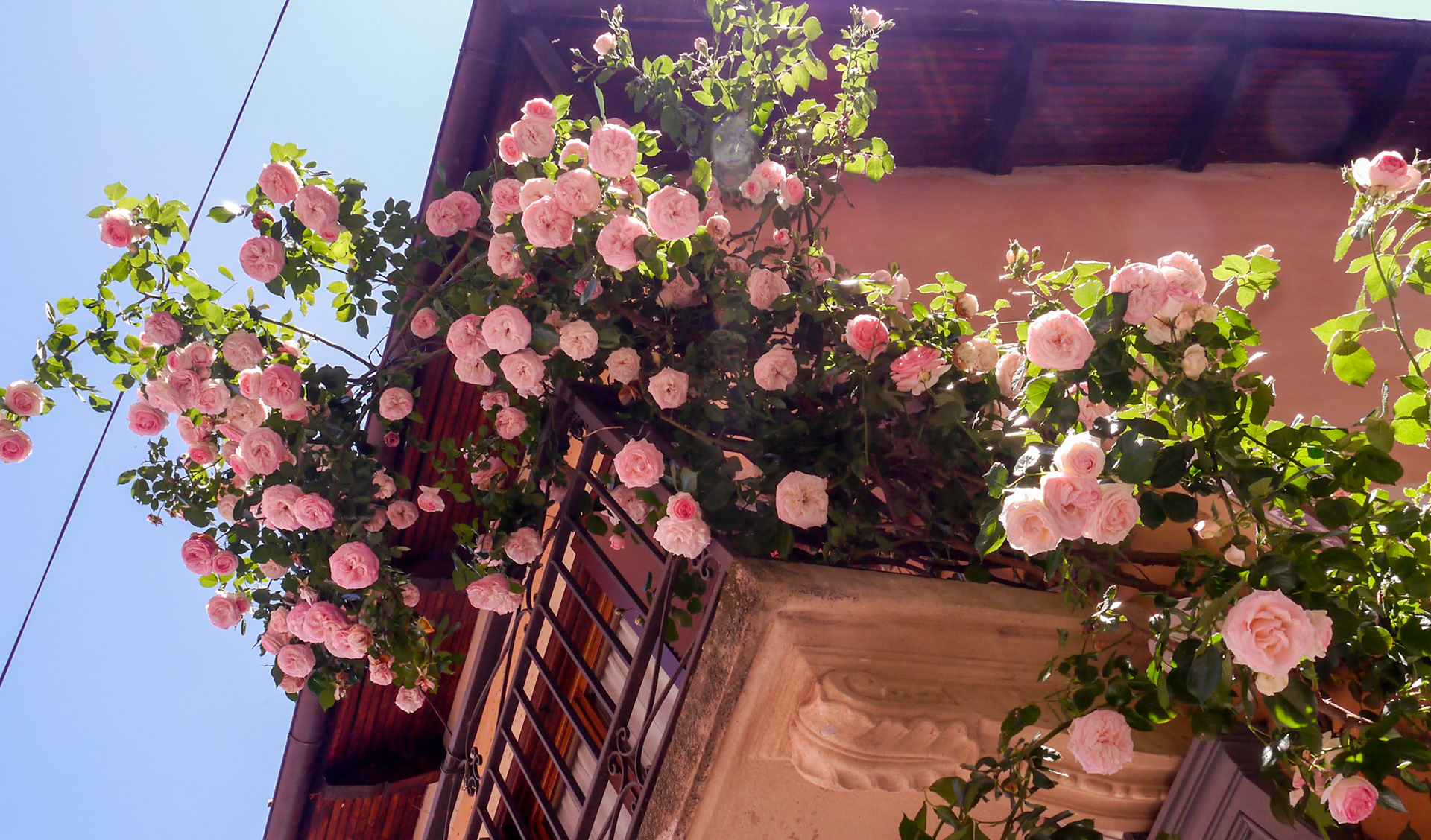 We loved the way the rosebush climed up this house [Barolo, Piemonte, Italy]