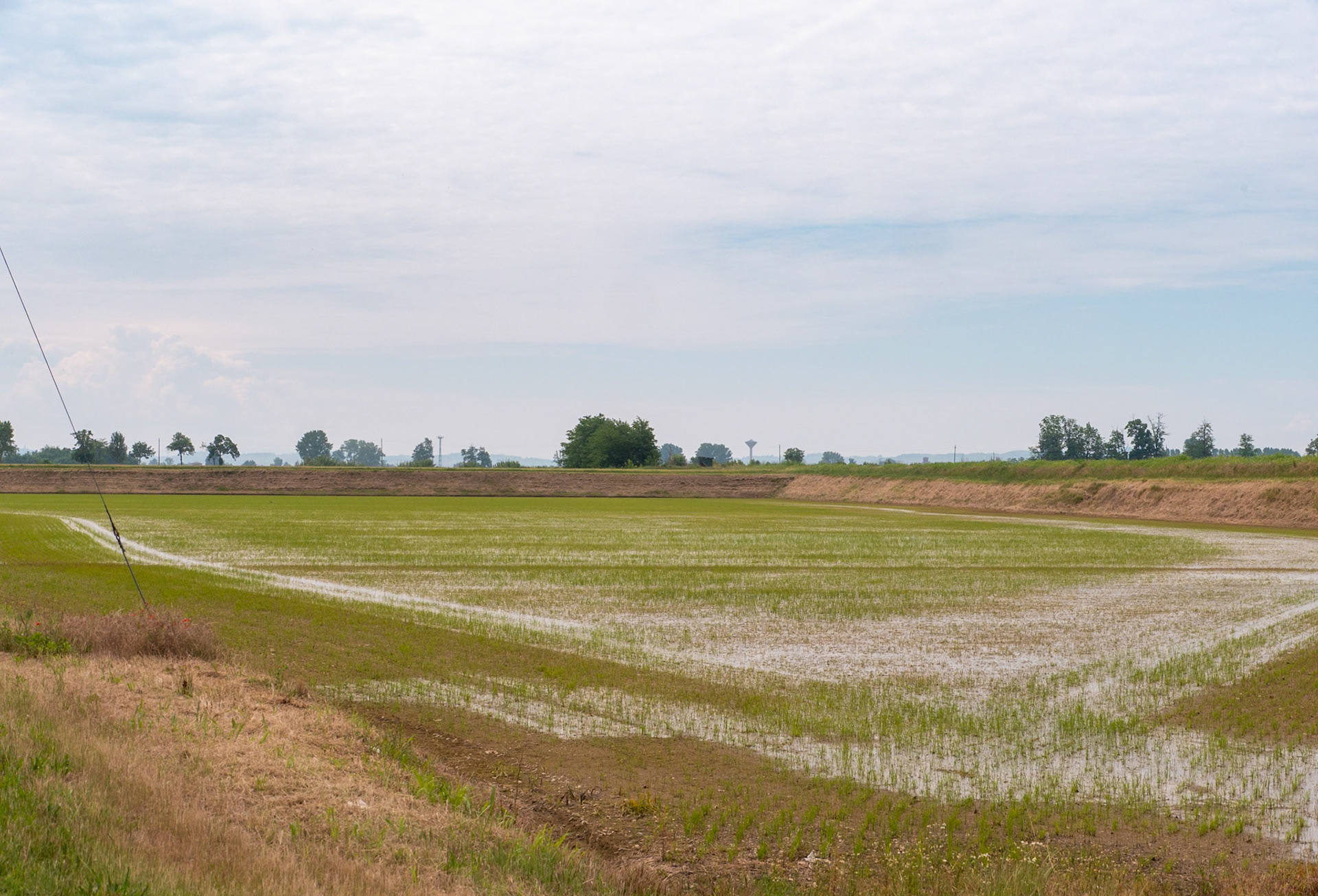 We rode between rice paddies [Provincia di Alessandria, Piemonte, Italy]