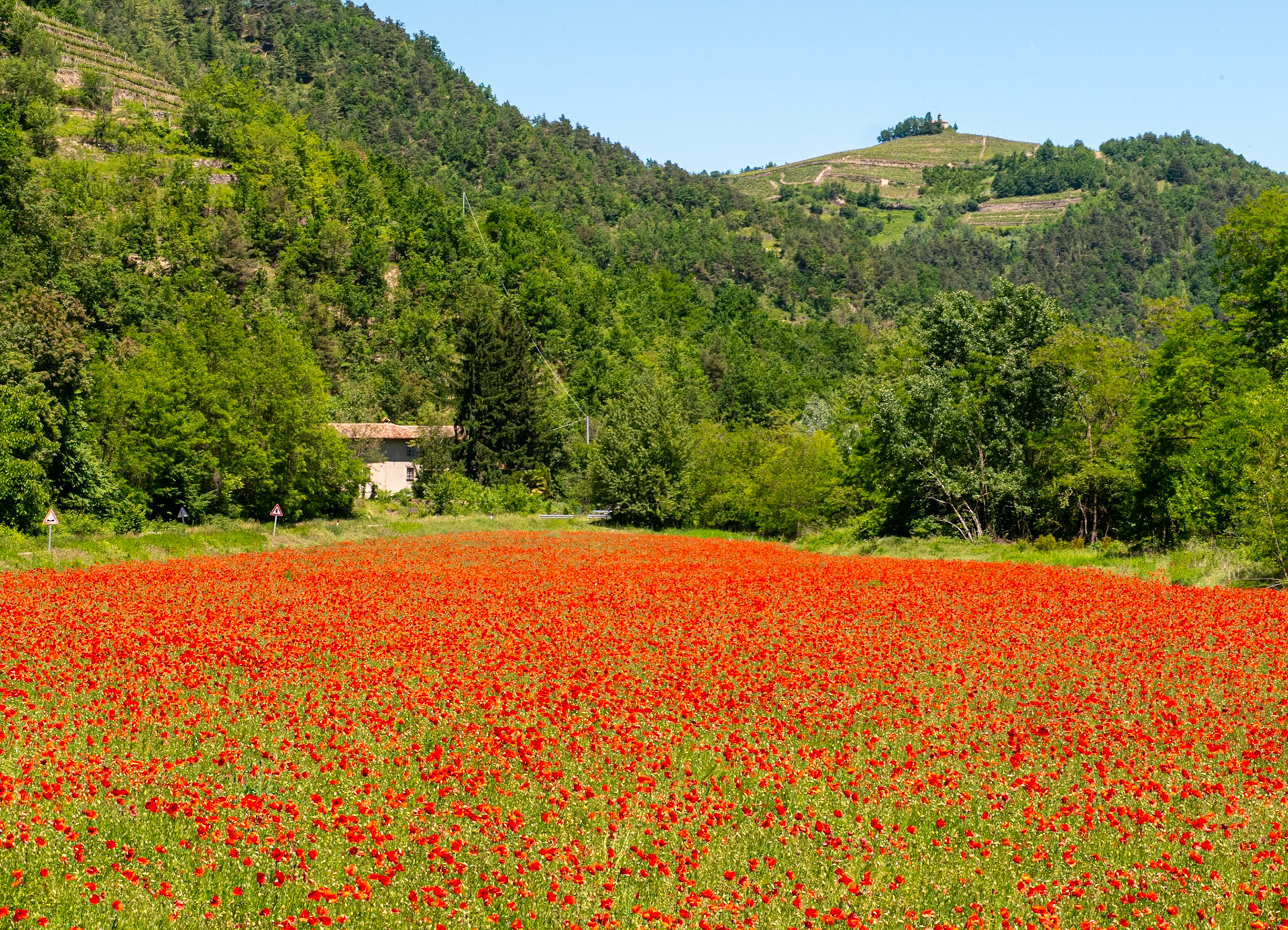 This field of poppies was so lovely we had to stop [Provincia di Cuneo, Piemonte, Italy]
