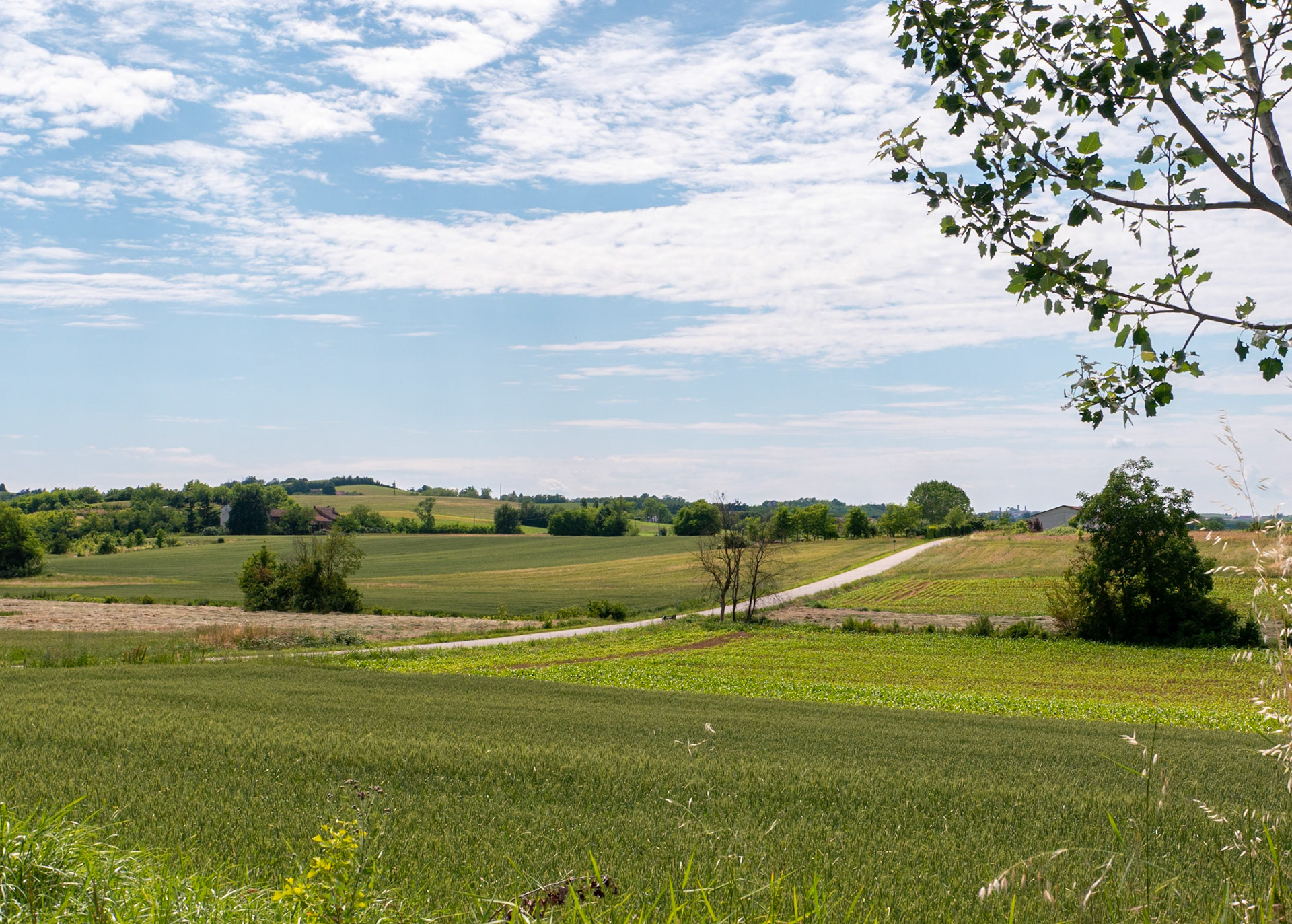 Pretty rolling countryside [Provincia di Alessandria, Piemonte, Italy]