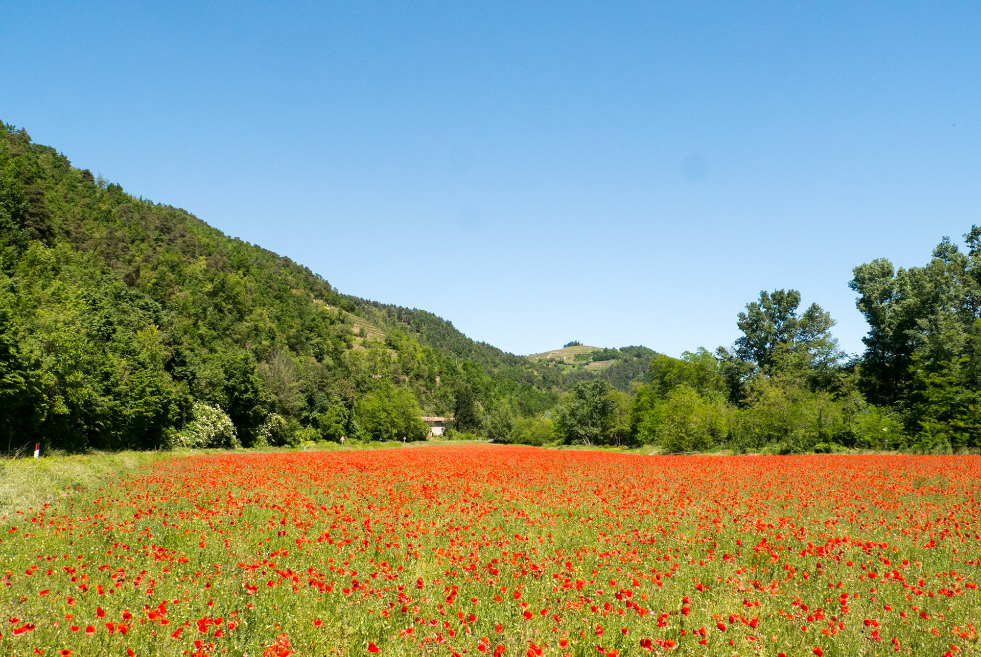 This field of poppies was so lovely we had to stop [Provincia di Cuneo, Piemonte, Italy]