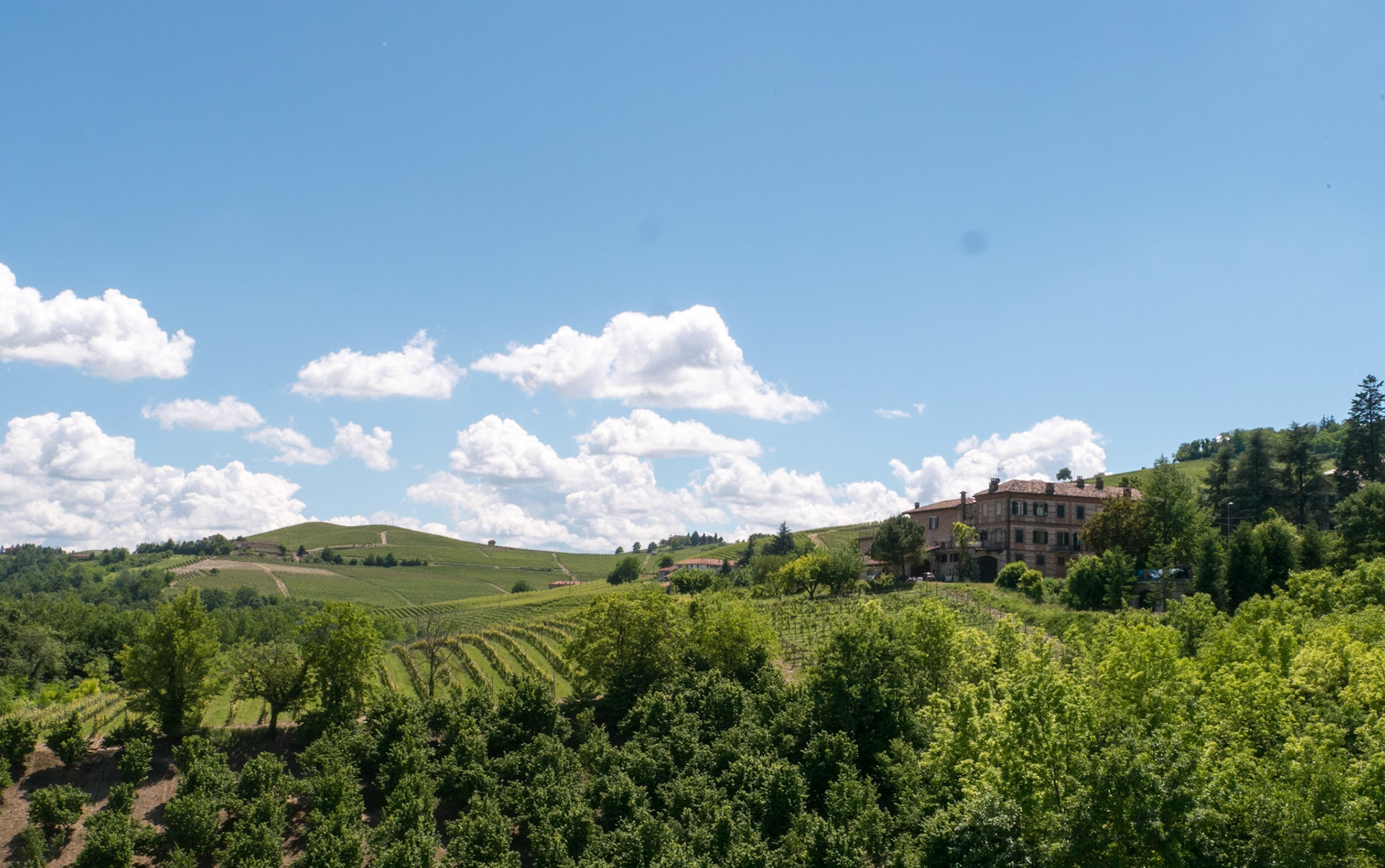 The vineyards of Barolo [Barolo, Piemonte, Italy]