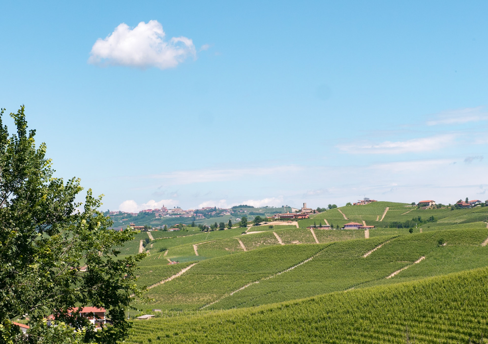 [Barolo, Piemonte, Italy]