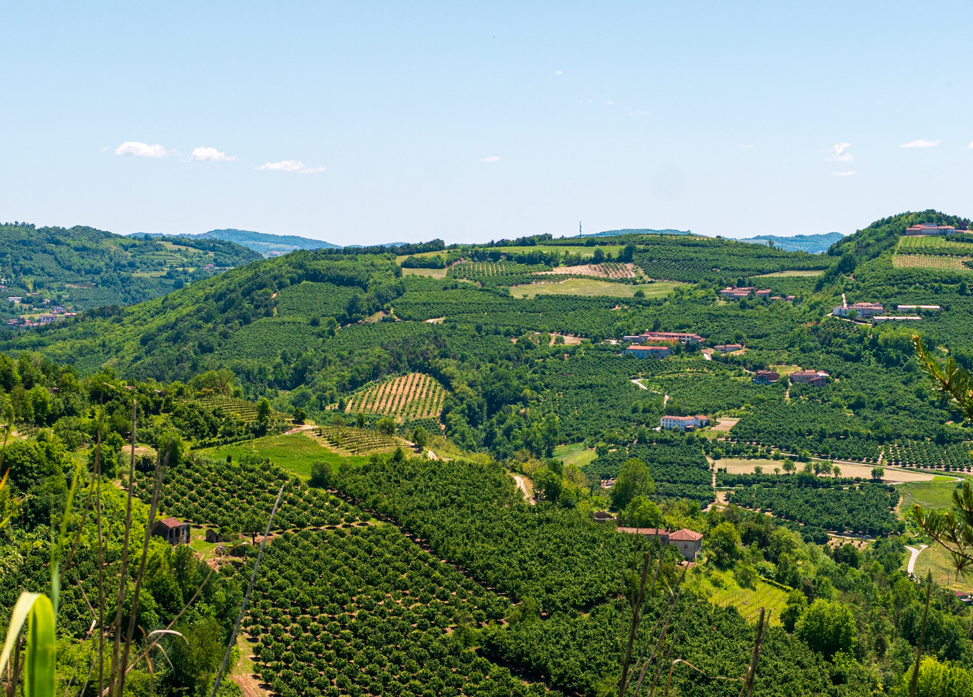 Hazelnut groves [Manera, Piemonte, Italy]