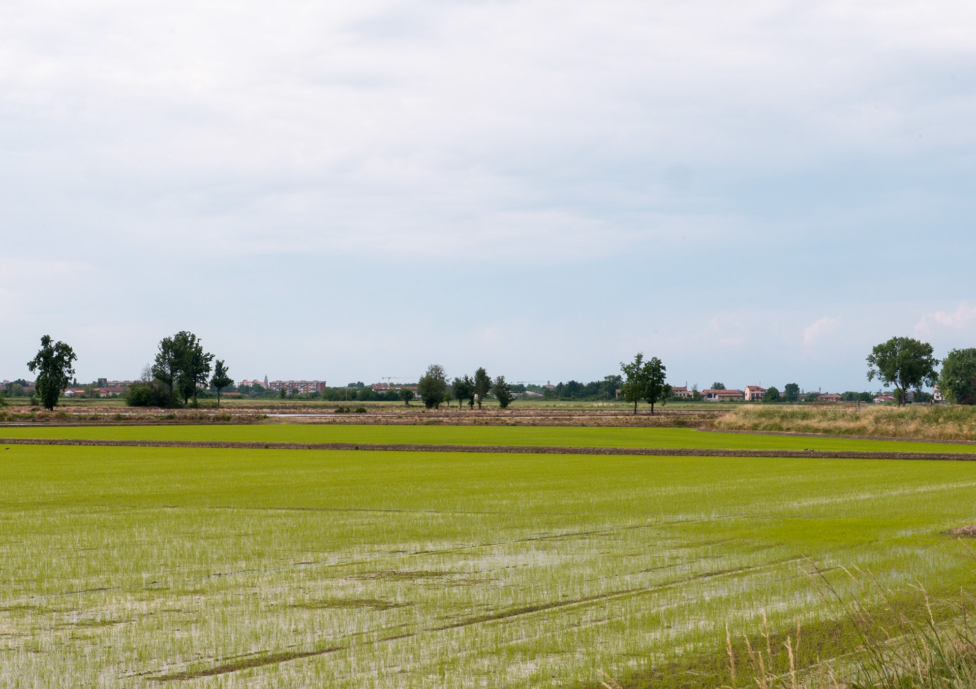 Following the canal through the rice fields back to Casale Monferrato [Provincia di Alessandria, Piemonte, Italy]