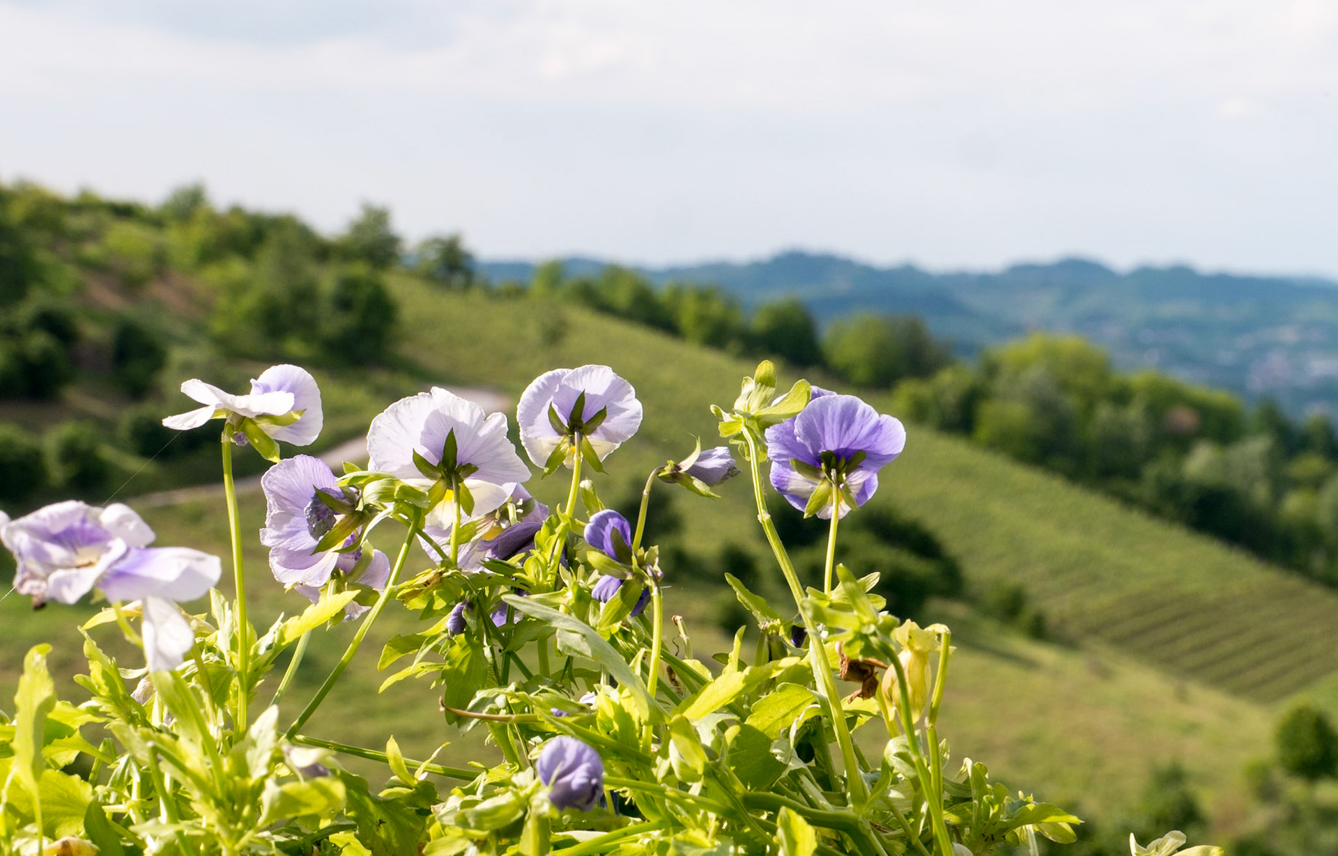 View from our balcony [Provincia di Cuneo, Piemonte, Italy]