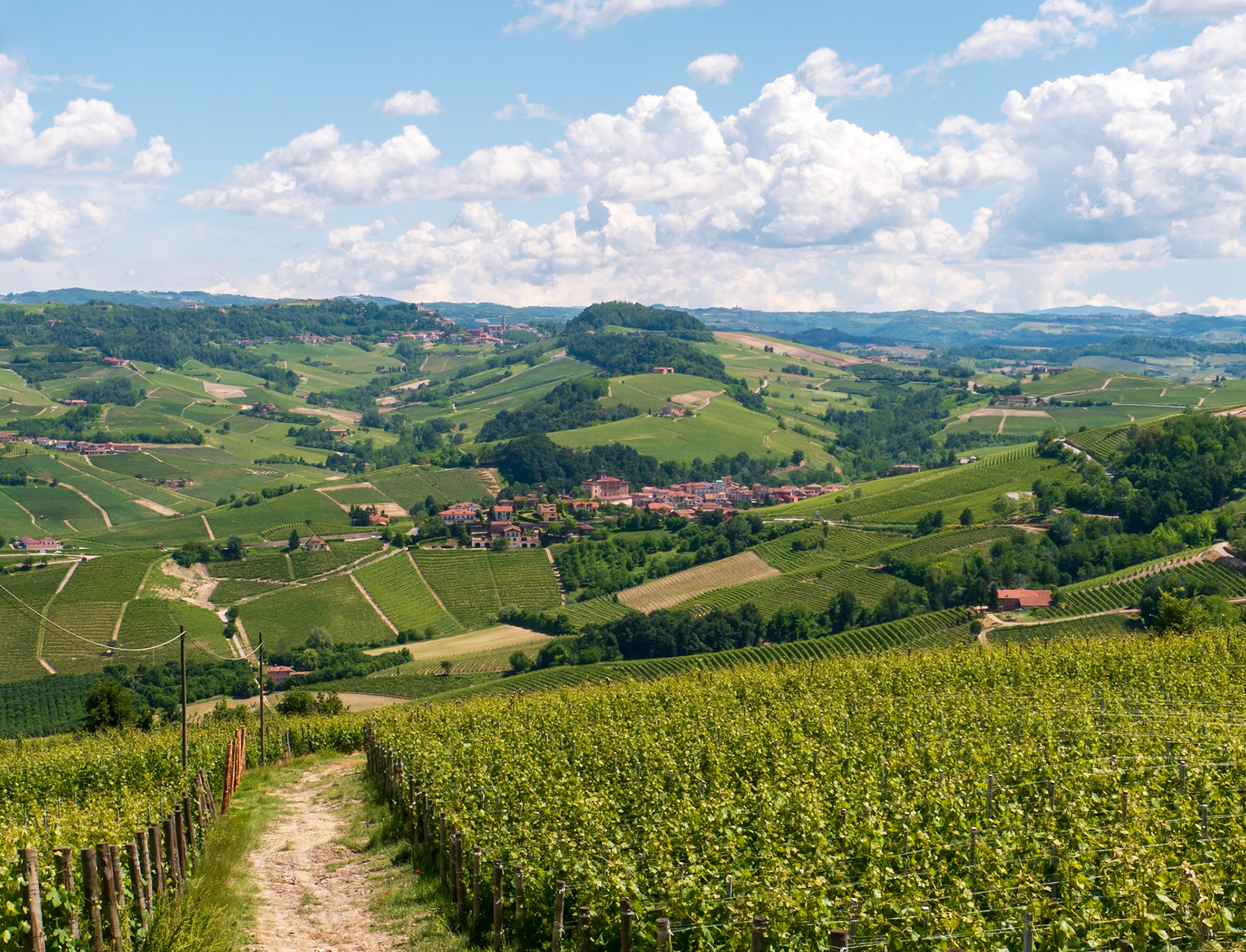 The vineyards of Barolo [Provincia di Cuneo, Piemonte, Italy]
