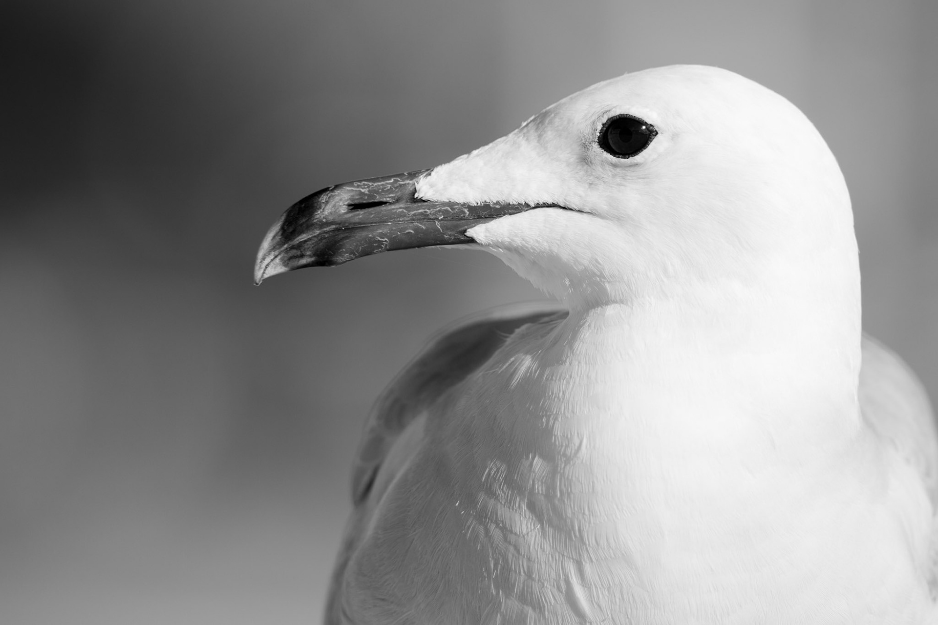 Goeland d'Audoin