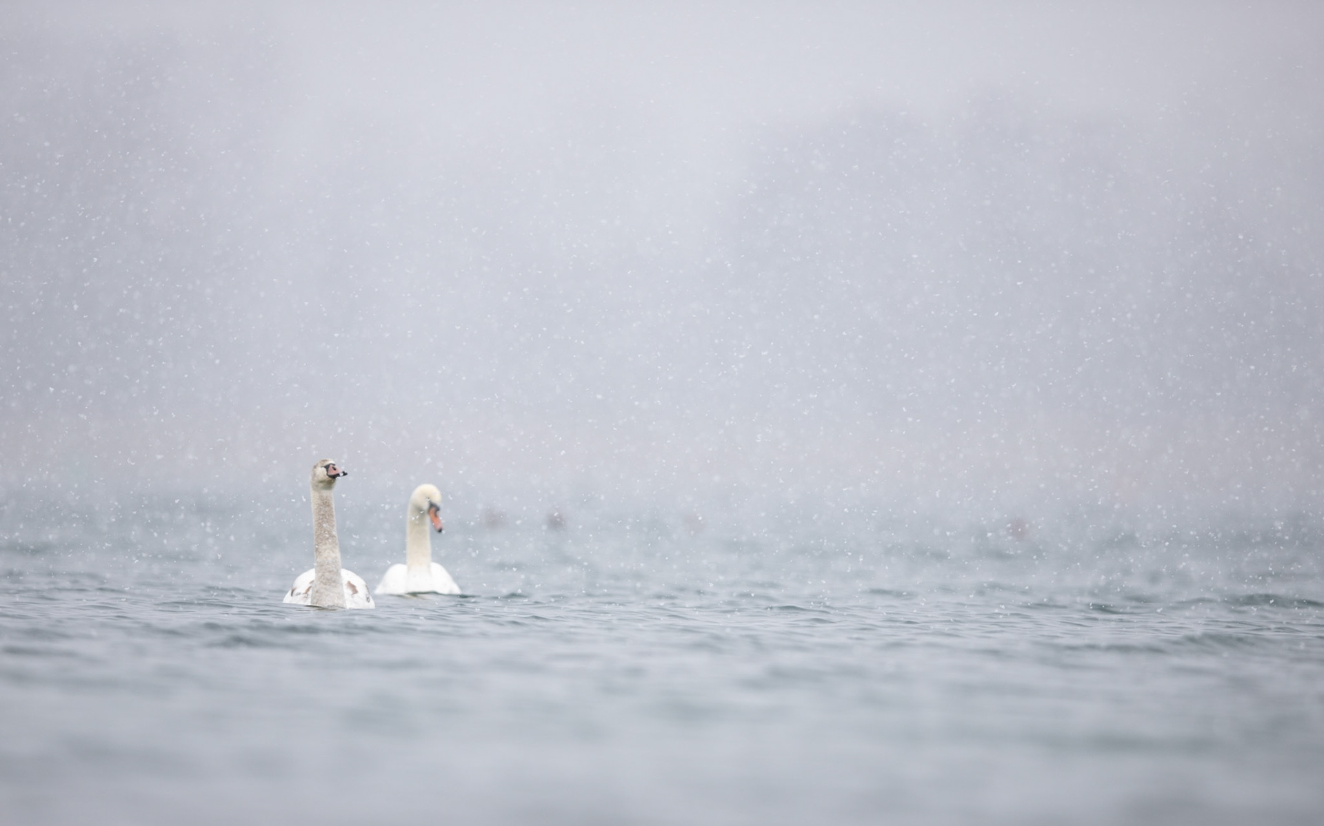 Cygnes sous la neige
