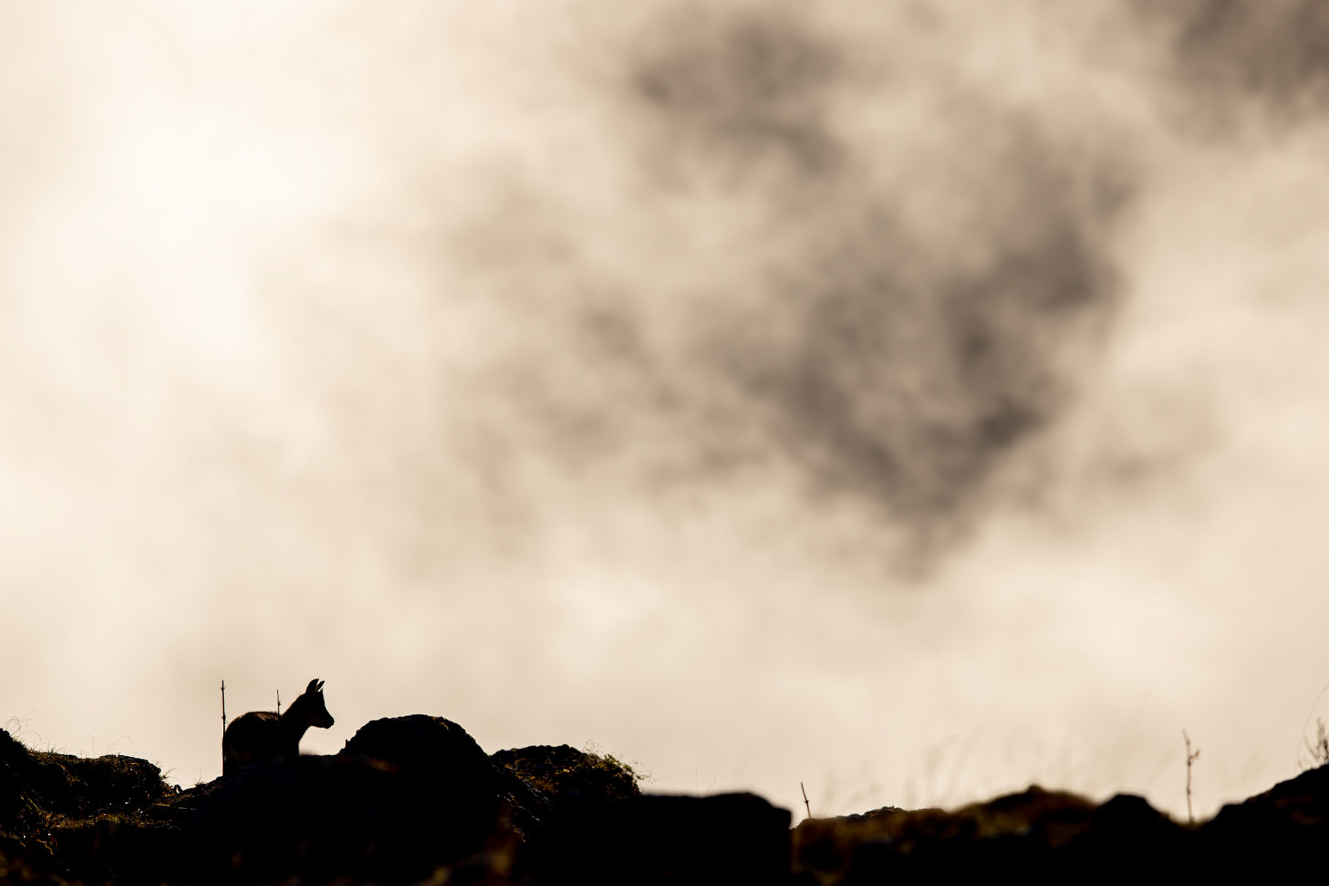 Jeune Chamois