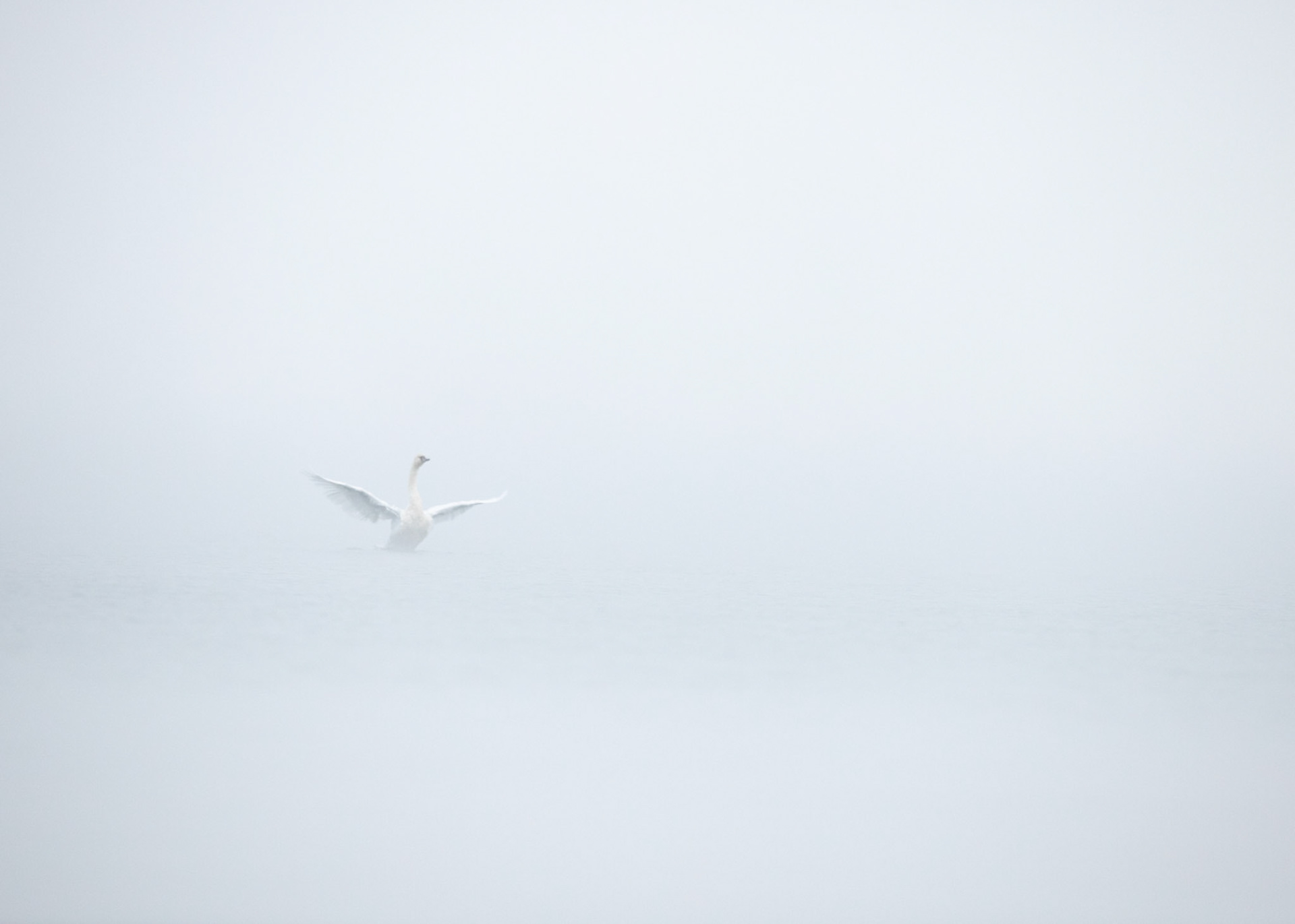 Toilette de Cygne