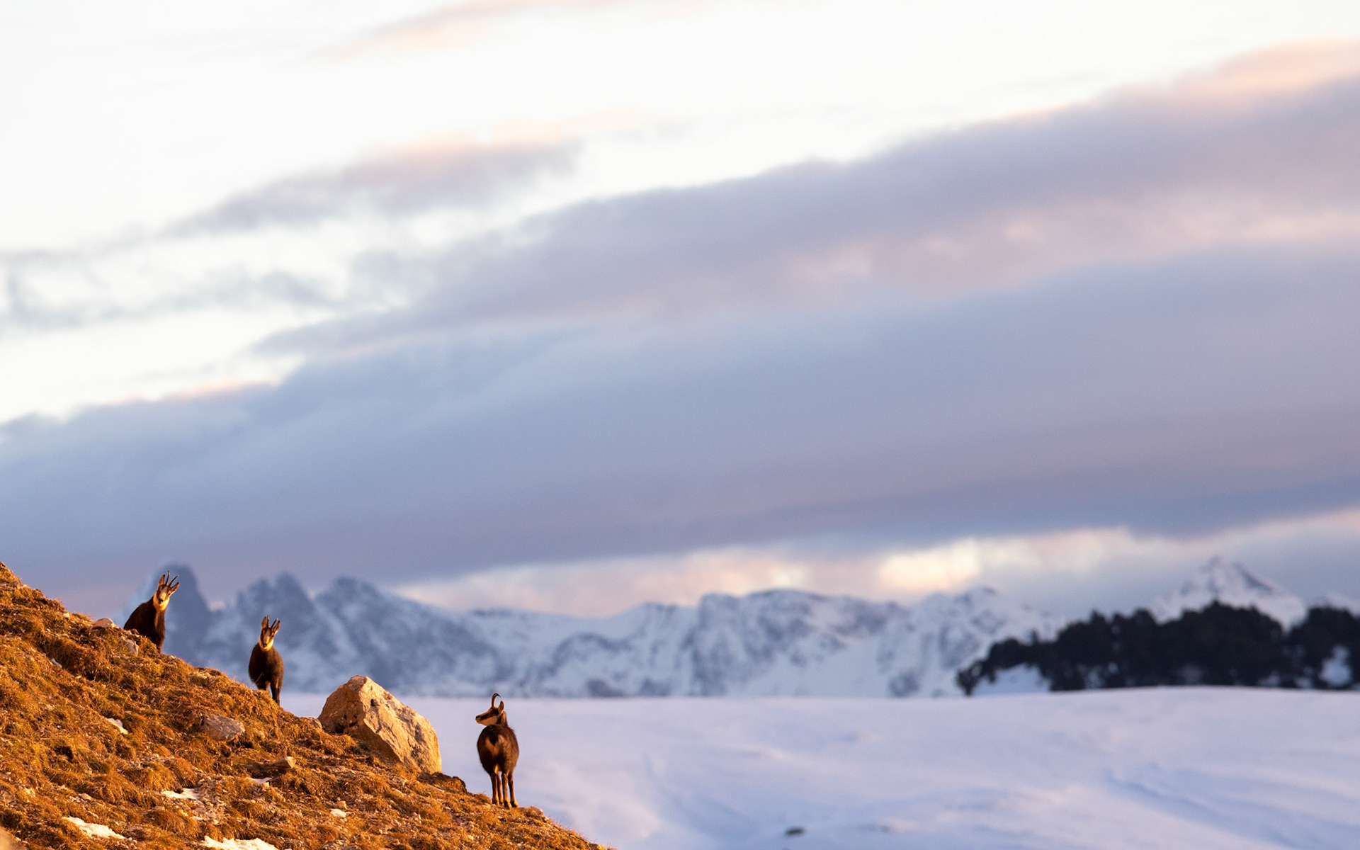 Vue sur Belledonne