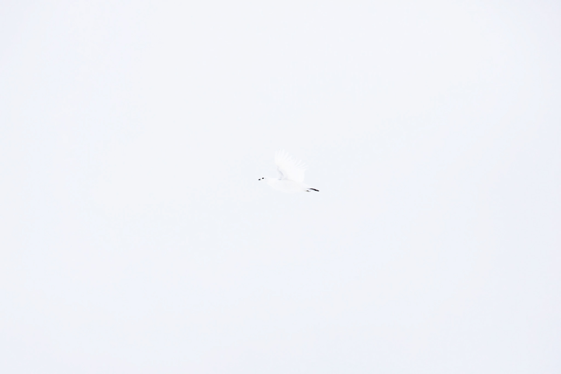 Envol Blanc