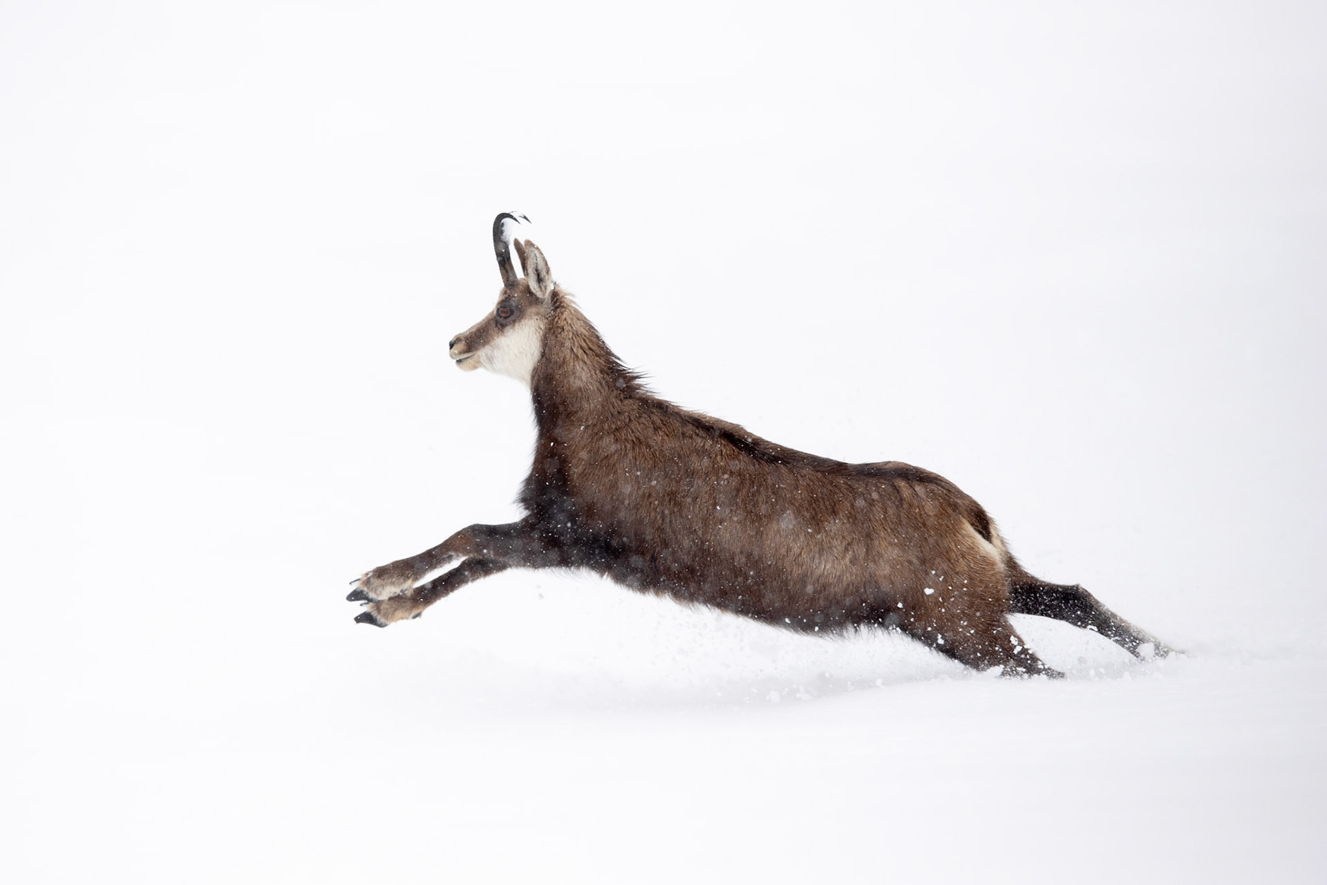 Envol de Chamois