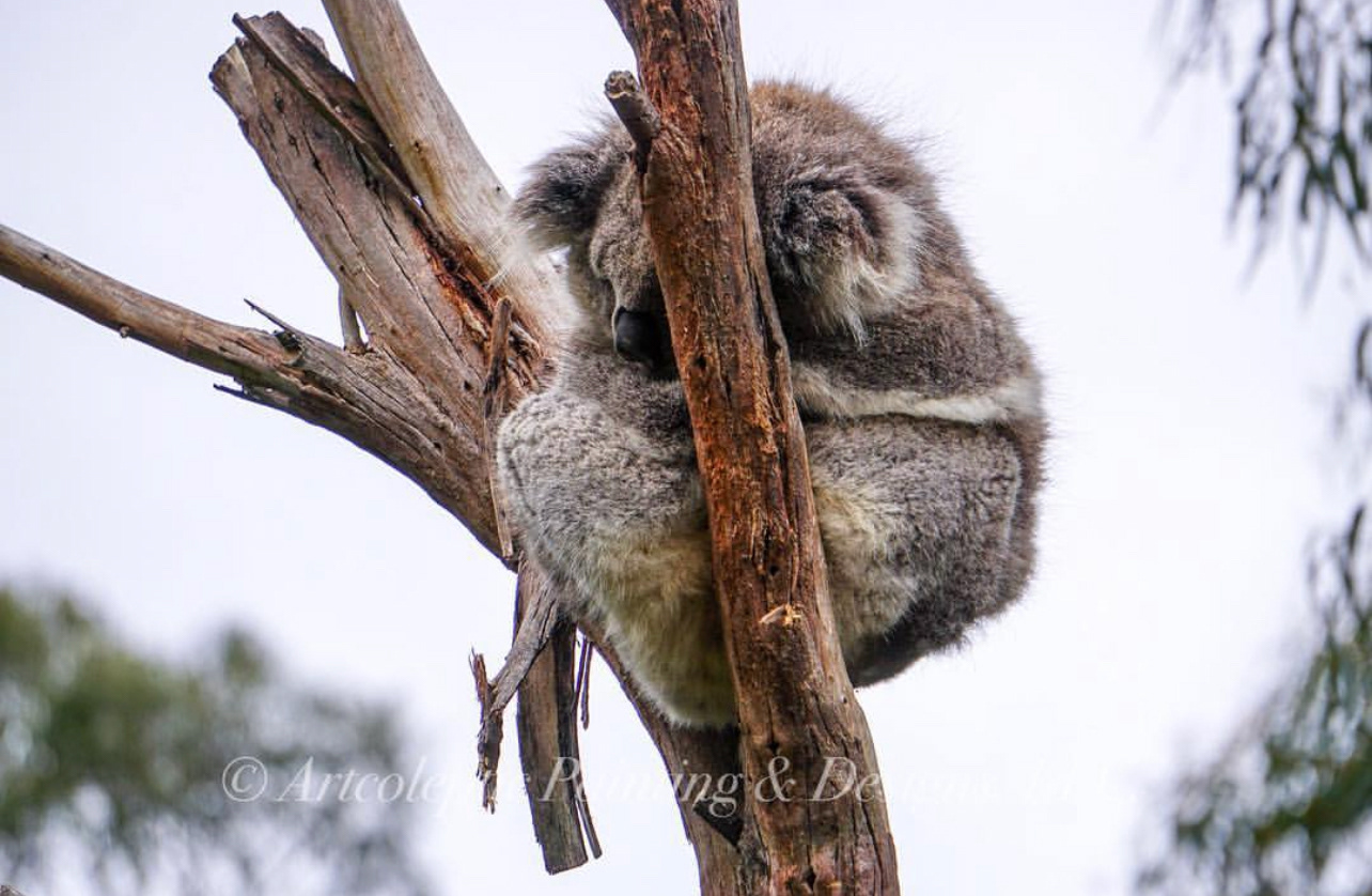 Healesville Sanctuary - Healesville, VIC, Australia