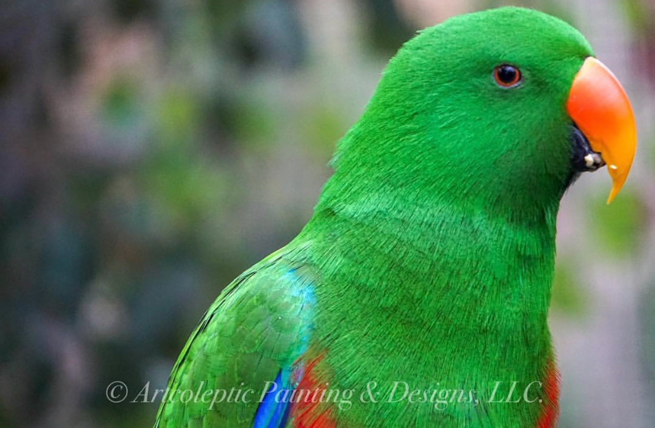 Healesville Sanctuary - Healesville, VIC, Australia