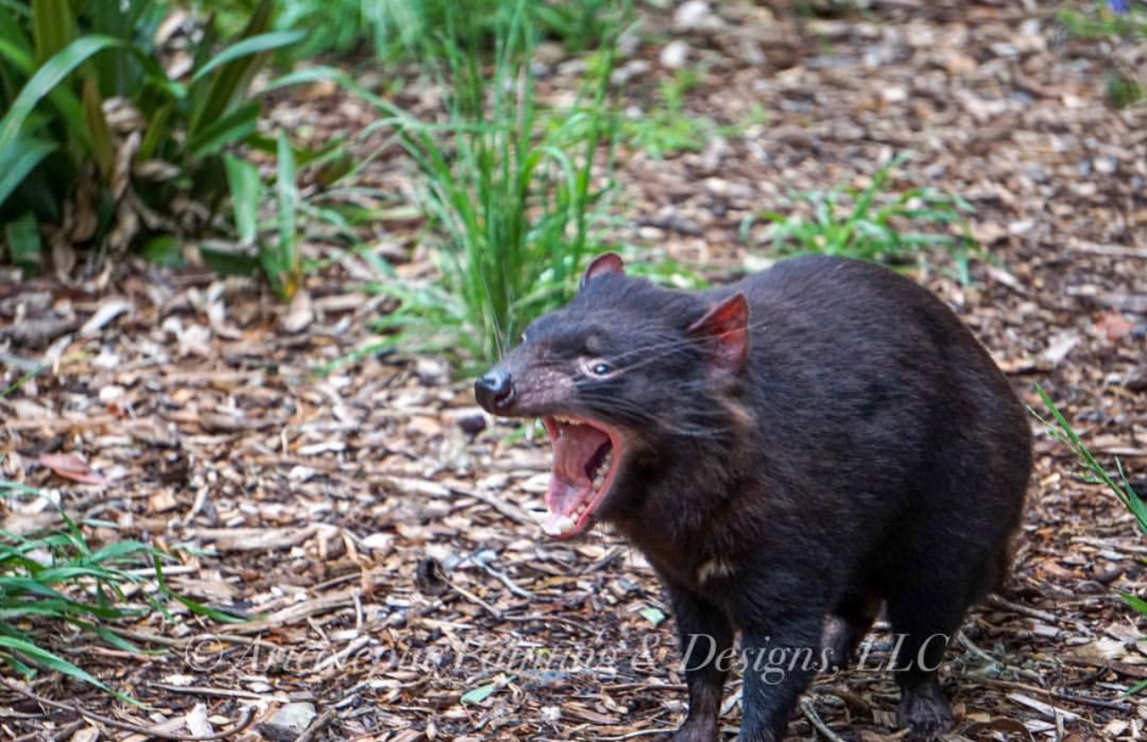Healesville Sanctuary - Healesville, VIC, Australia