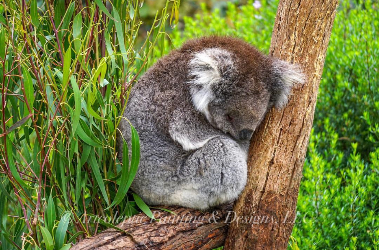 Healesville Sanctuary - Healesville, VIC, Australia