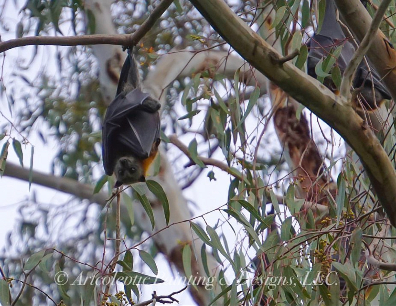 Bat Colonies - Melbourne, VIC, Australia